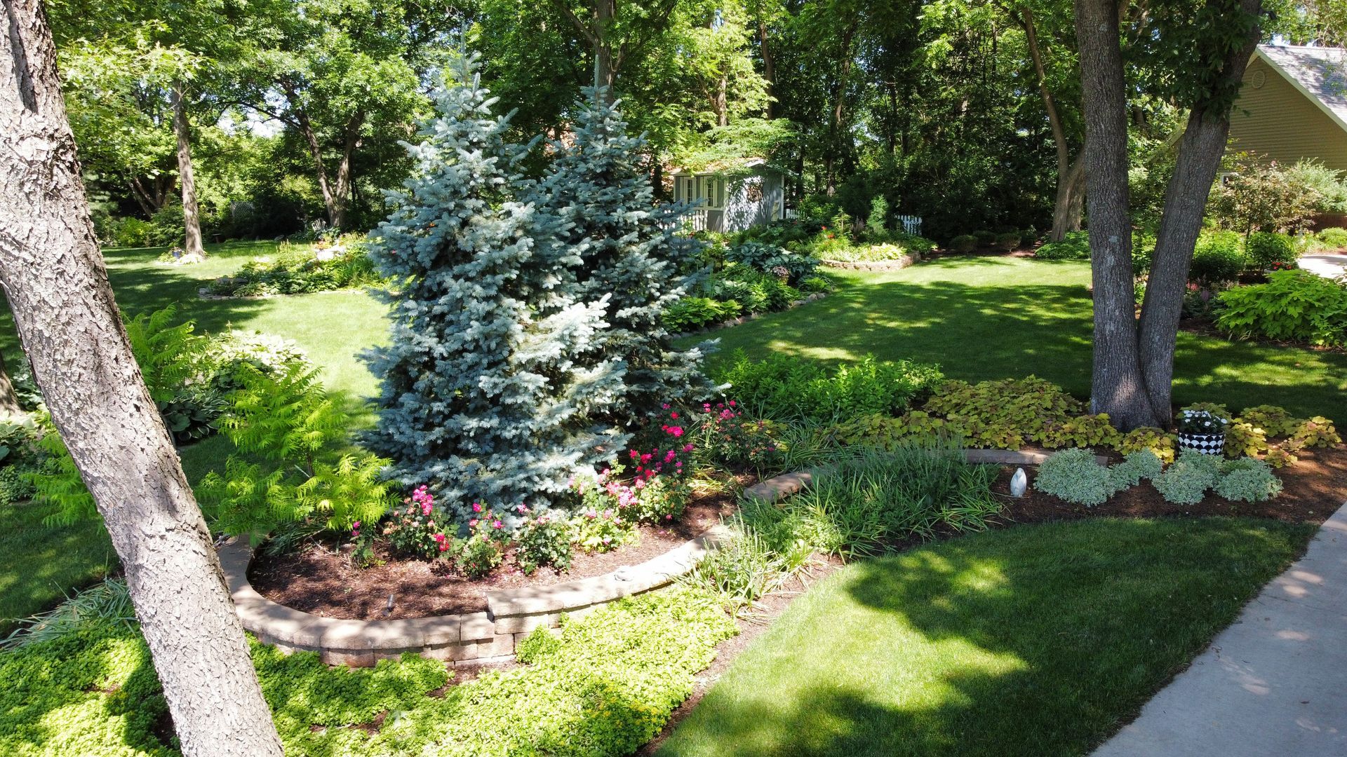 A curved garden bed with blue spruces, flowers, and a stone border sits in a sunny front yard with trees and grass.