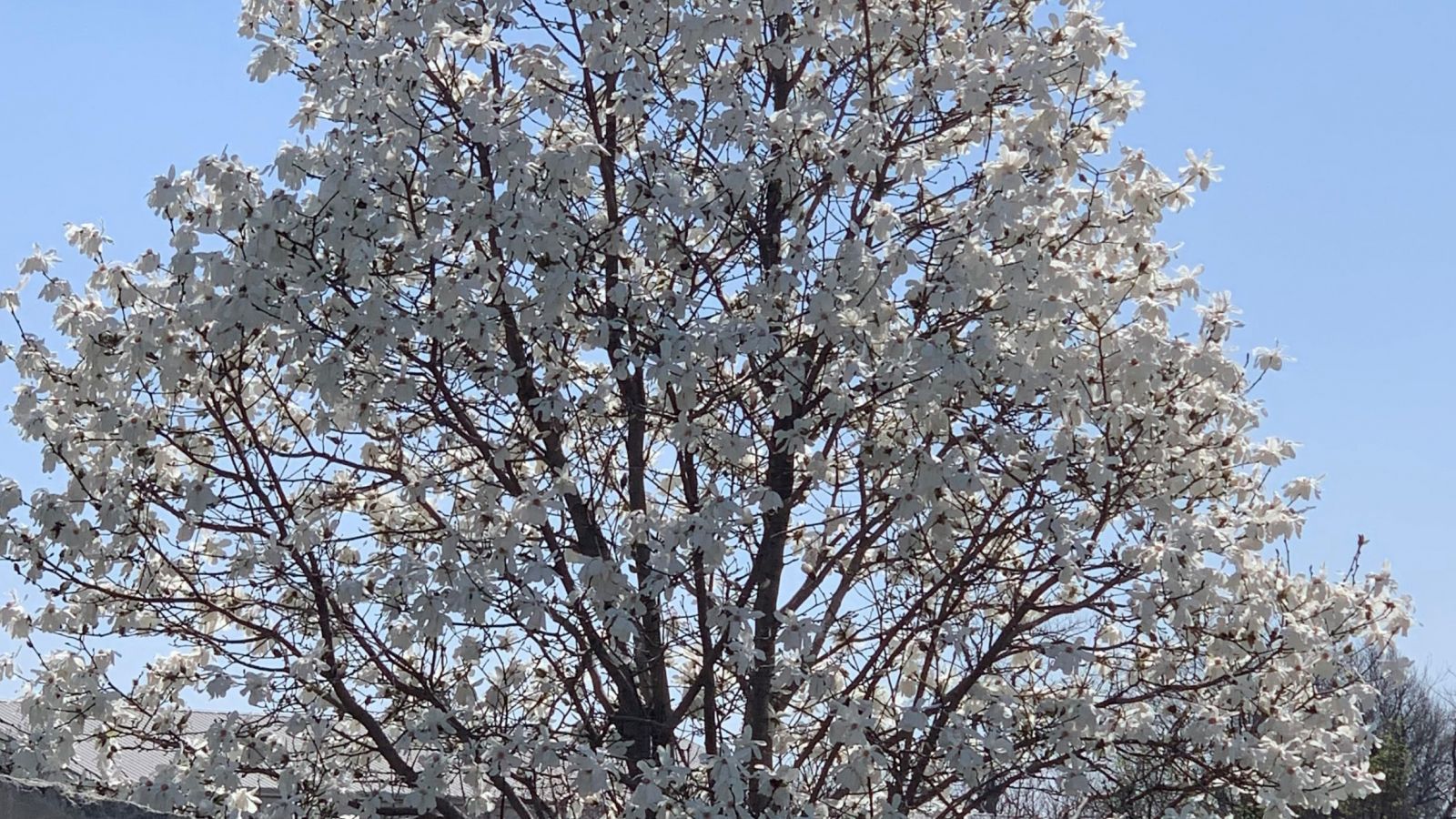 White flowering tree against a blue sky.