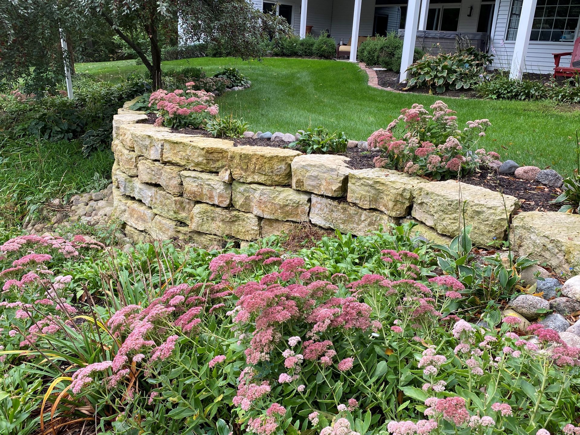 A stone retaining wall curves through a garden filled with blooming pink sedum, with a grassy lawn and house in the back.