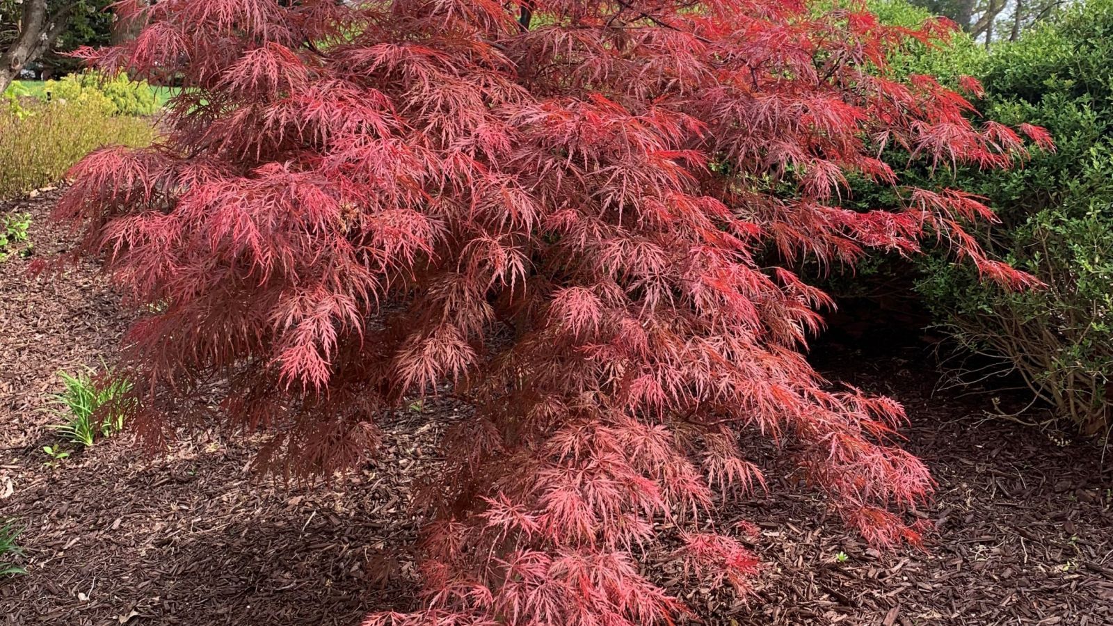Red Japanese maple tree with deeply lobed leaves, set in a garden with brown mulch.