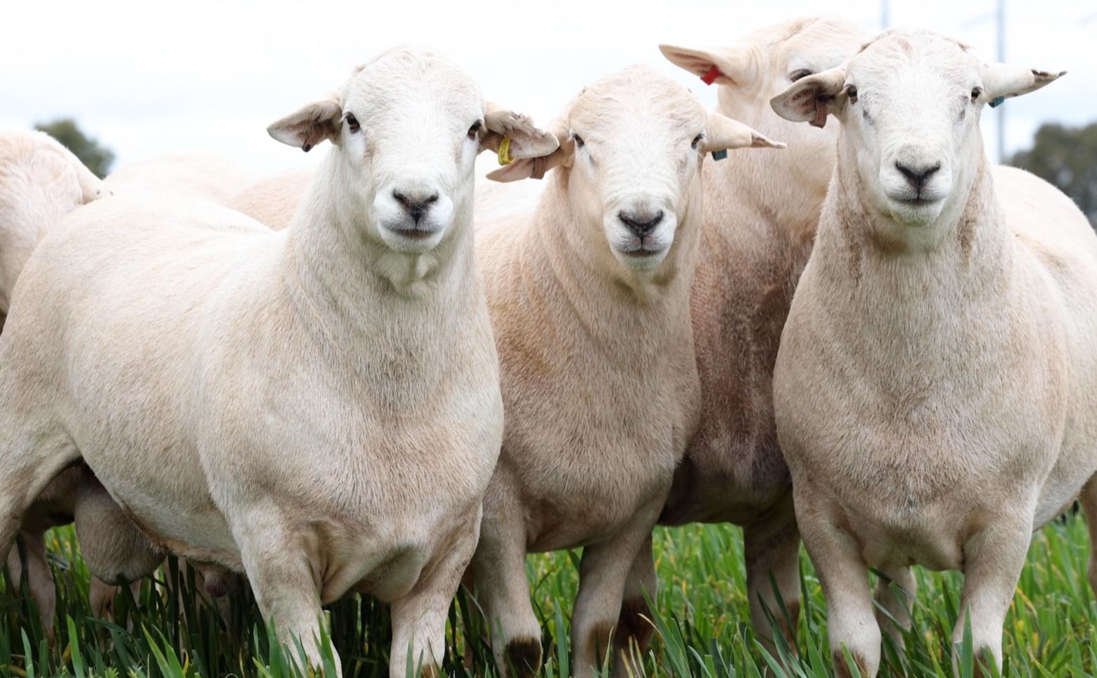 Rams