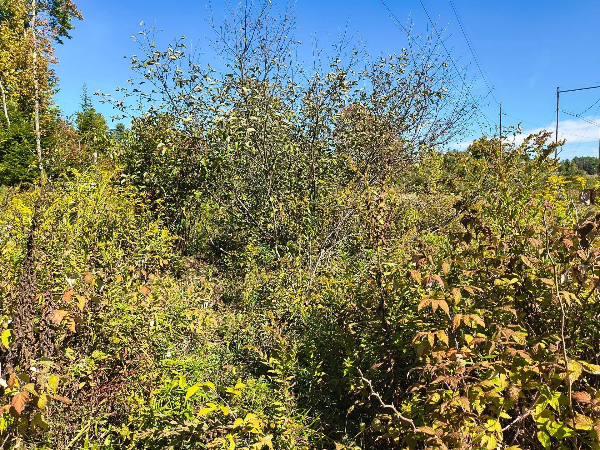 Dense green shrubs and yellowing trees under a bright blue sky in a sunny outdoor area