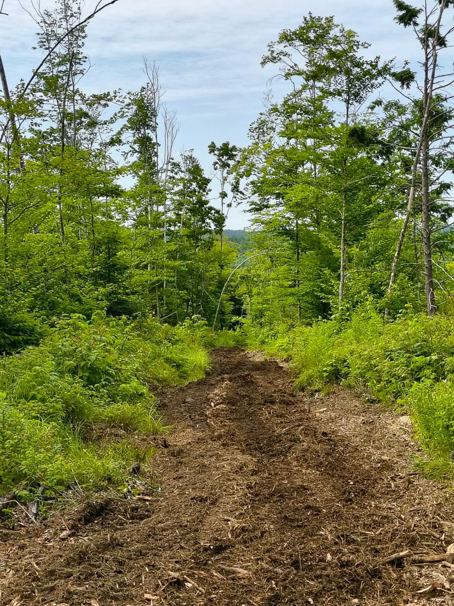 Wooded trail with fresh green trees and a dirt path under a bright blue sky