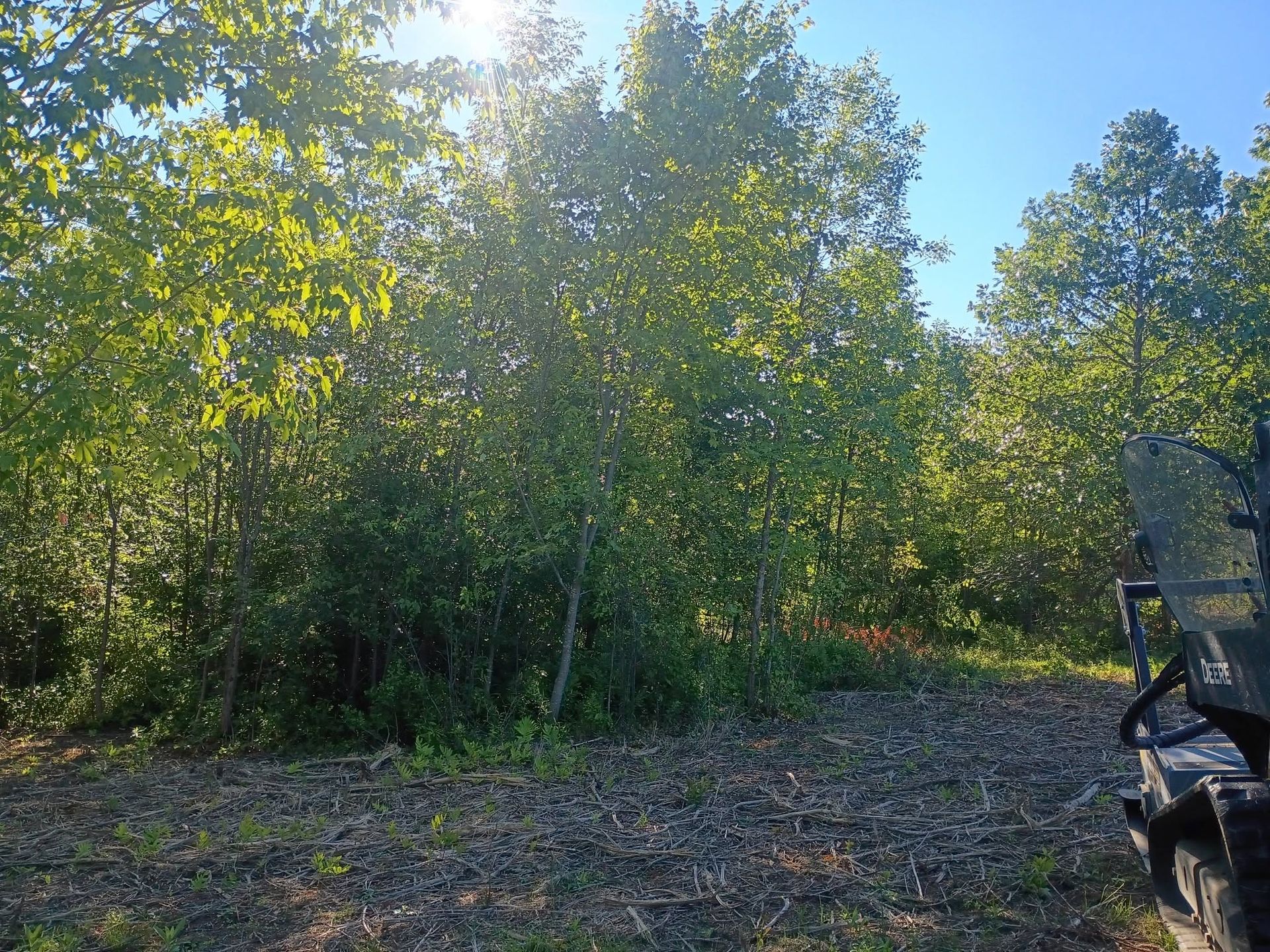 Sunlit wooded clearing with trees and a parked off-road vehicle at the right edge