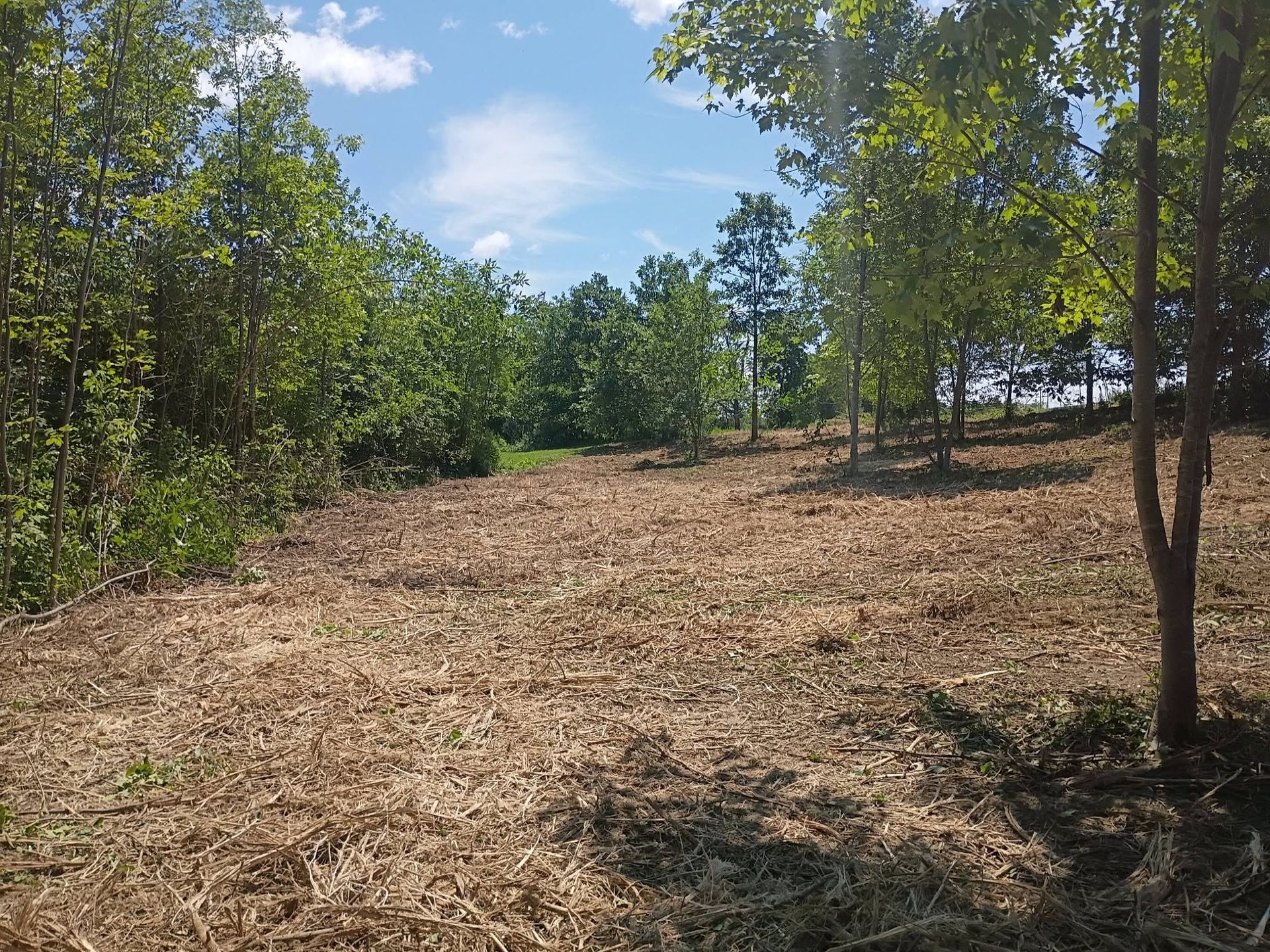 Cleared dirt path through a wooded area under a blue sky