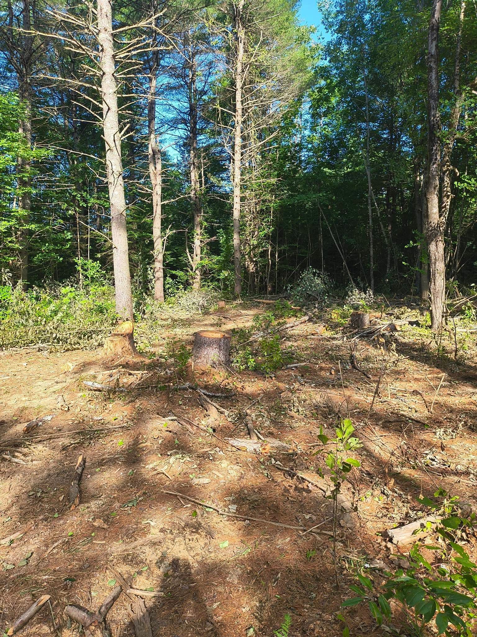 Sunny wooded trail with a dirt path, tall trees, and dense green undergrowth