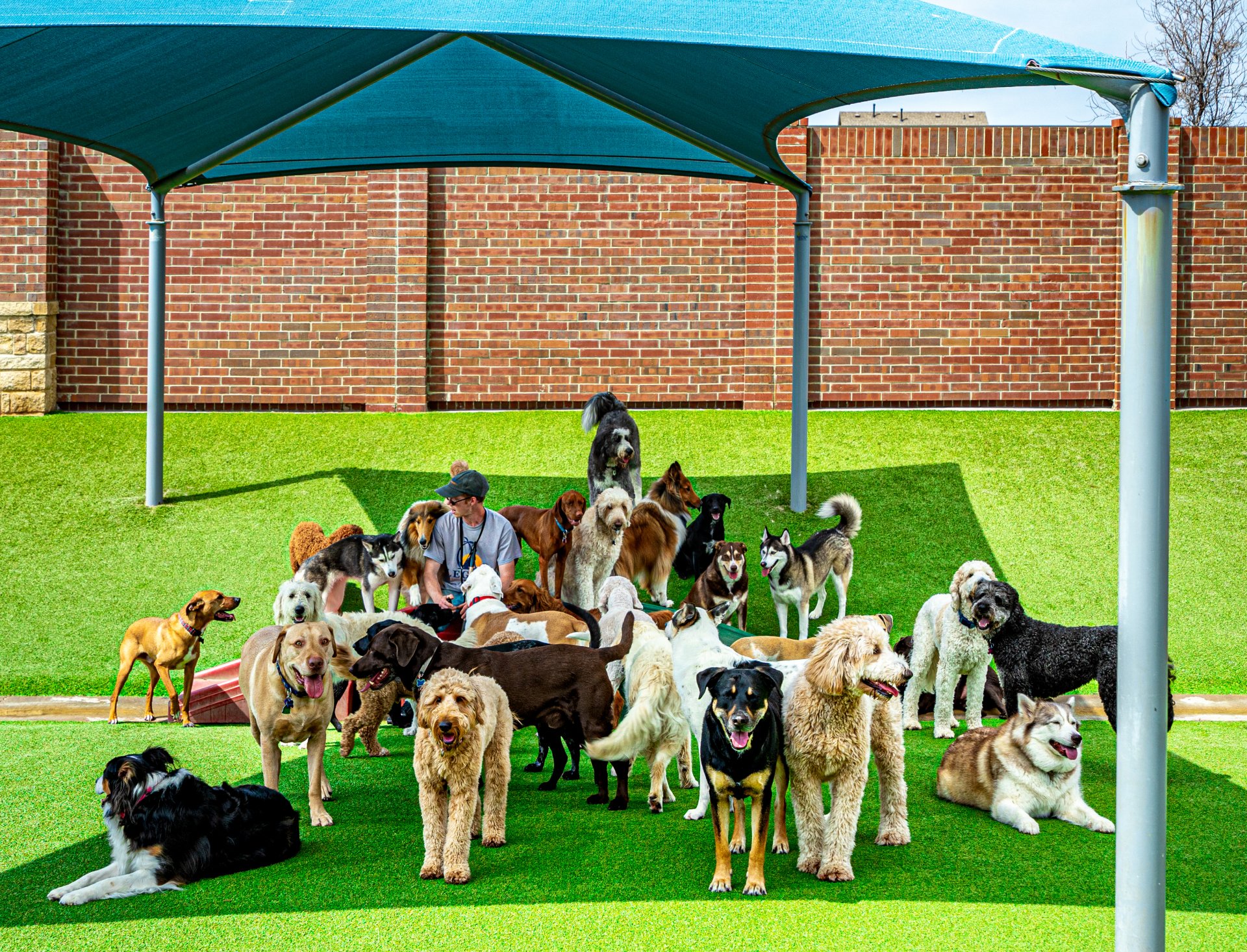 Legacy Dog Resort Gallery Frisco Texas Playcare Boarding