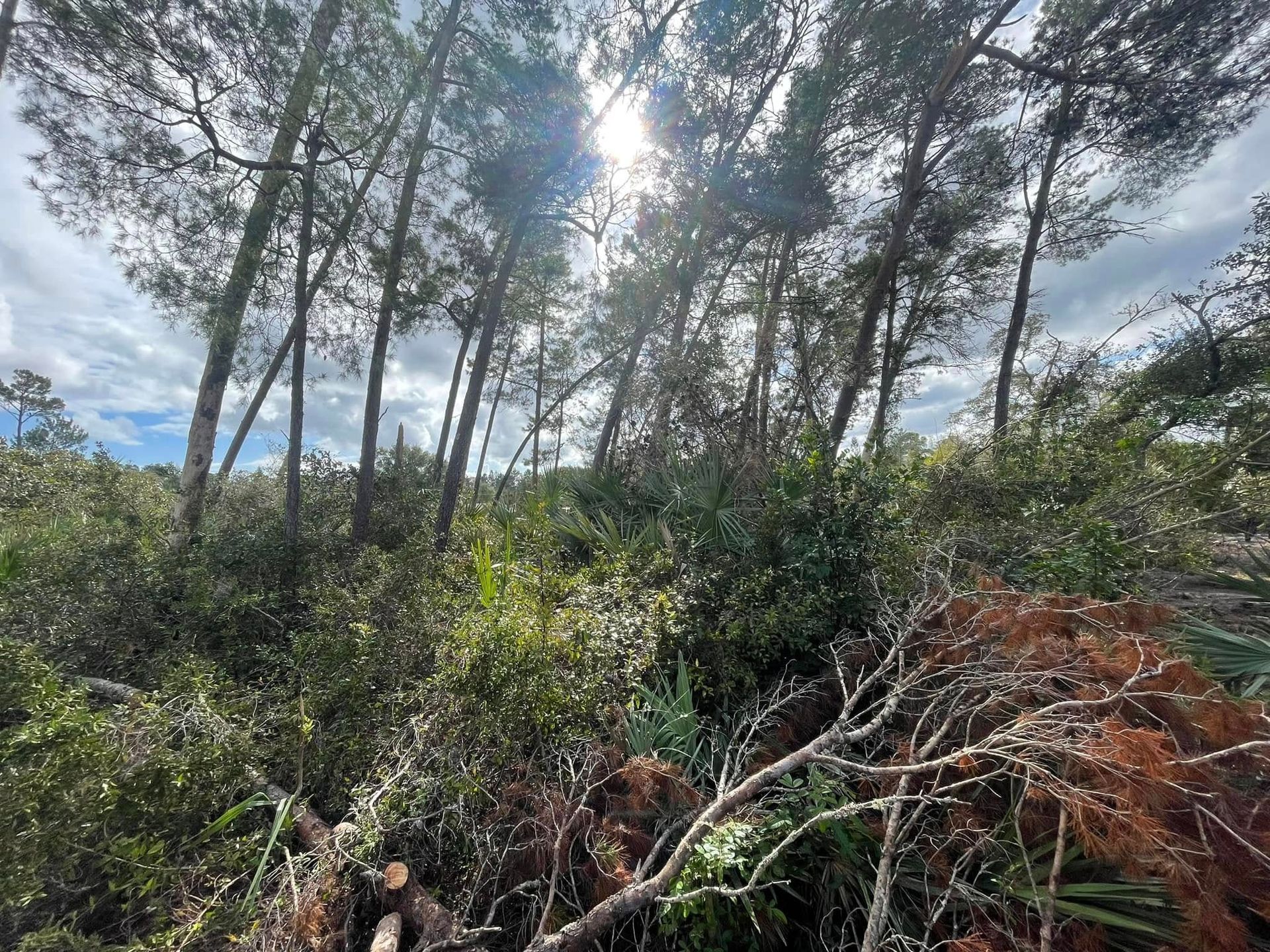 Sunlit forest with tall trees, dense green undergrowth, and a patch of dry brown branches in the foreground