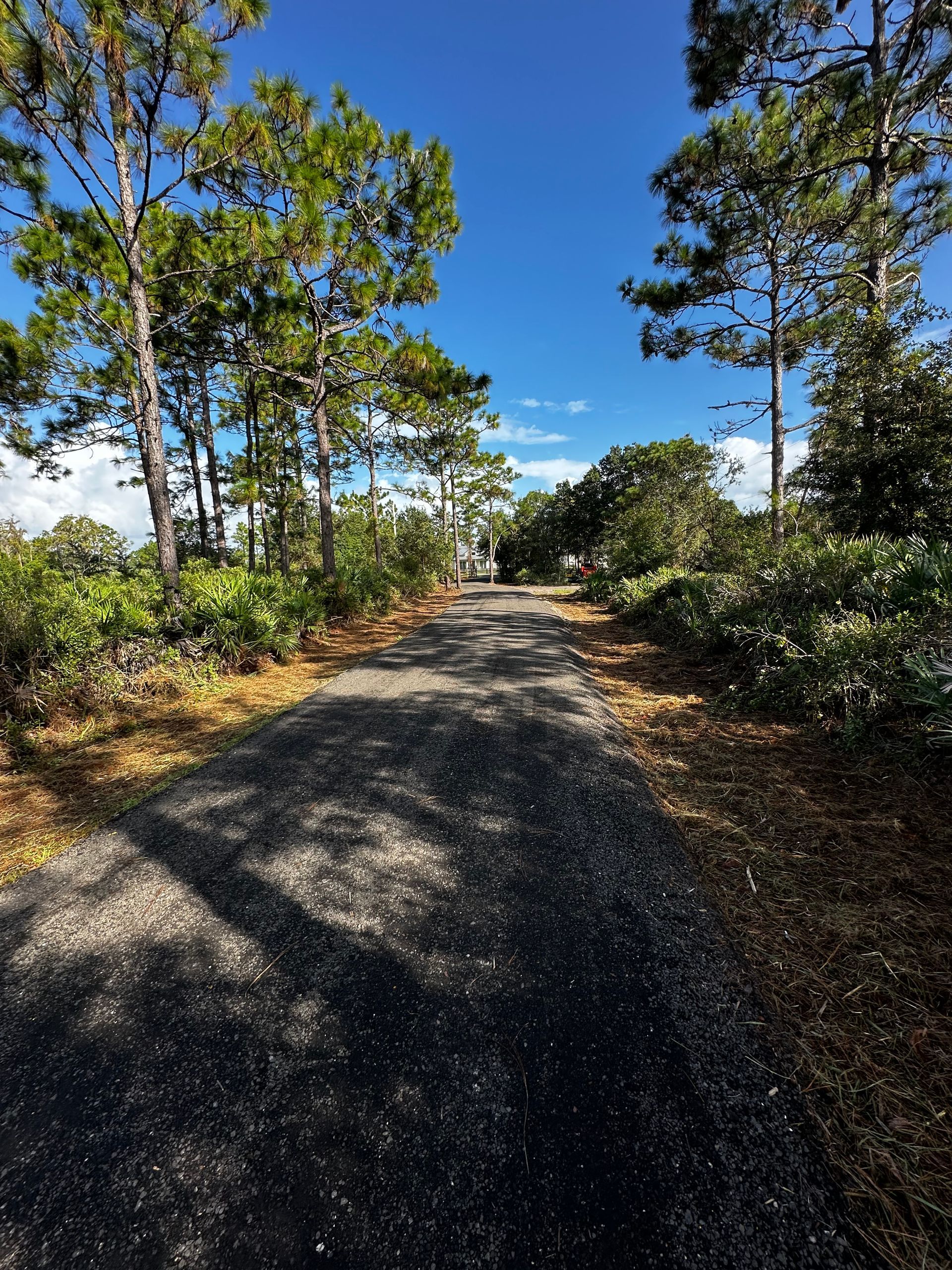 Gravel road through a sunny forest with tall trees and blue sky