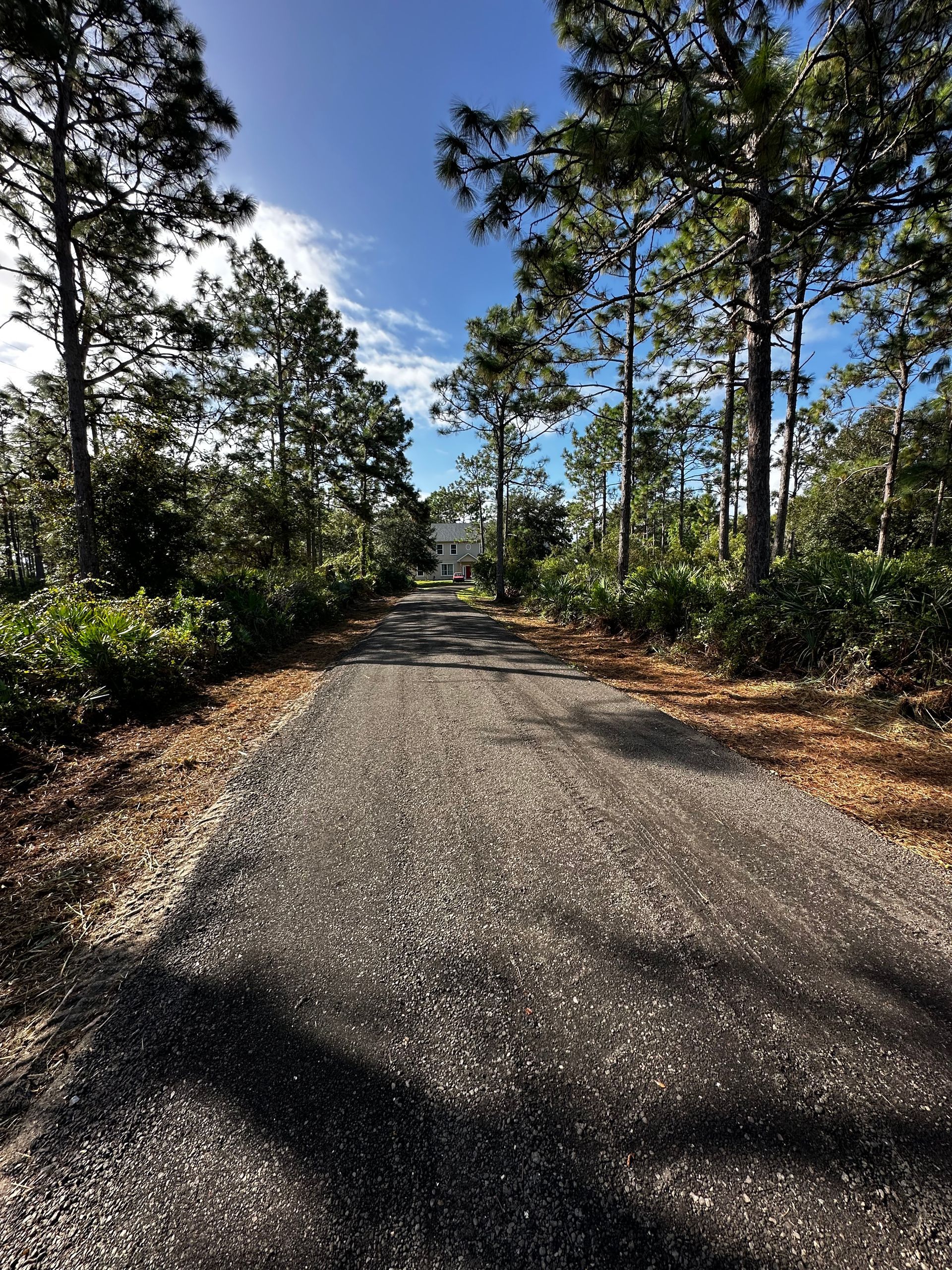Gravel path through a sunlit wooded area with tall trees and blue sky overhead
