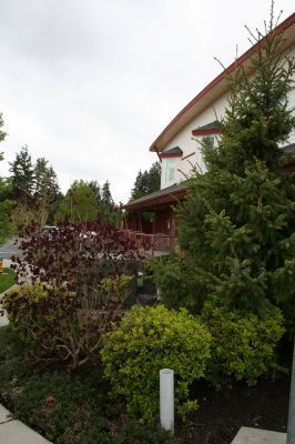 Garden with shrubs and a tall evergreen beside a house under an overcast sky