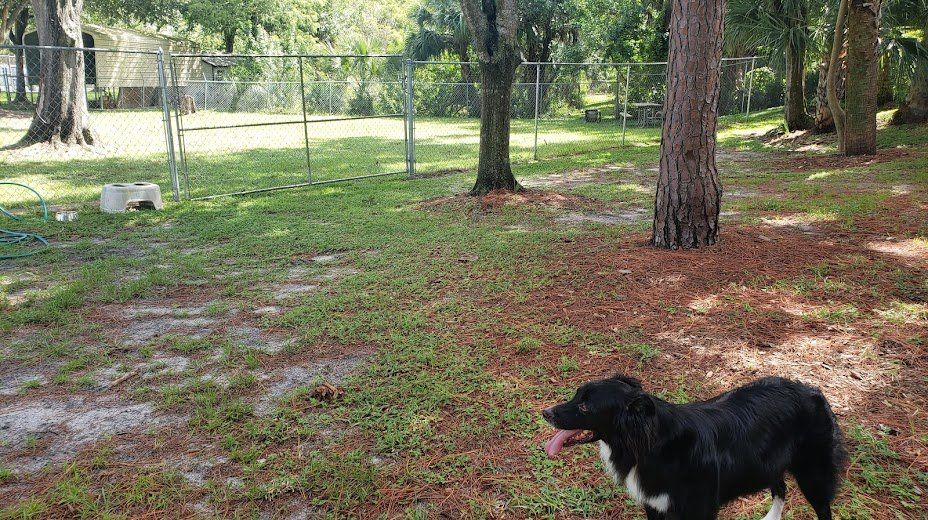 Why Synthetic Turf is the Best Choice for Your Lawn