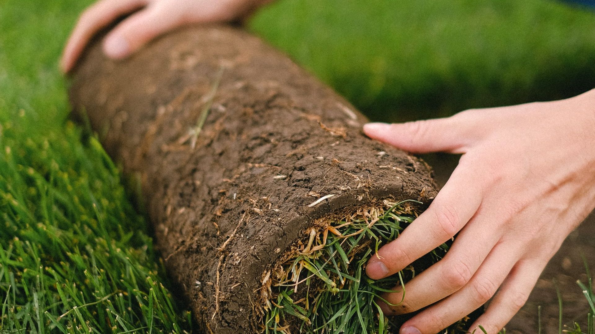 backyard turf
