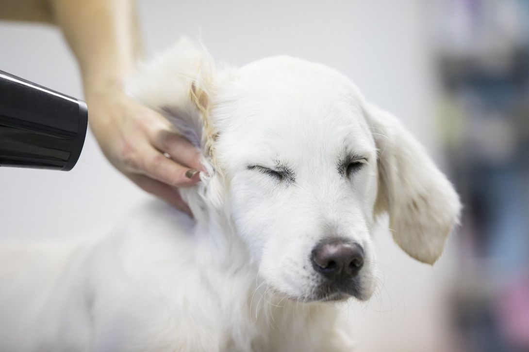 Prodotti e accessori per animali