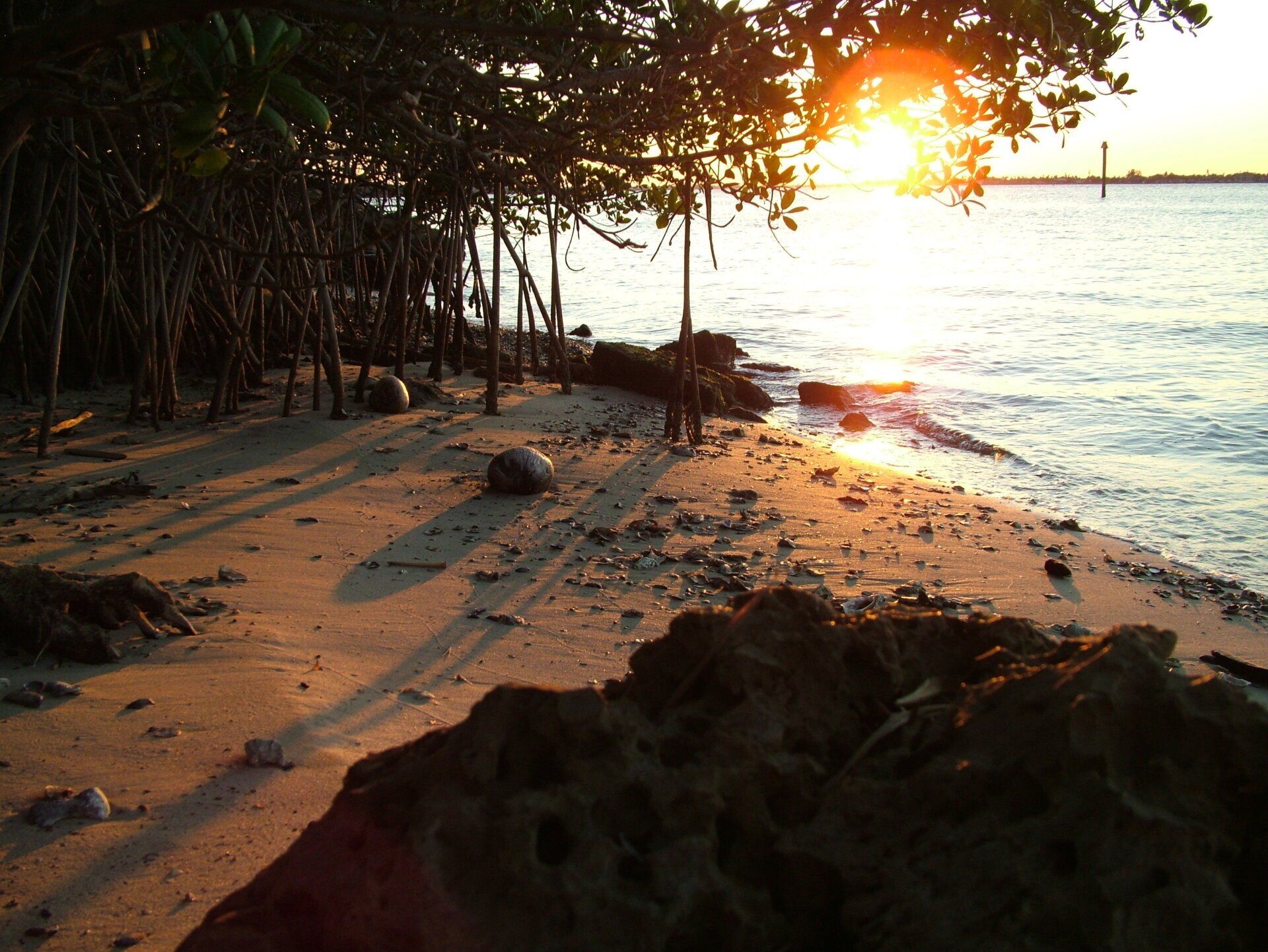 Sunset over a rocky beach with trees, warm light, and gentle waves along the shore