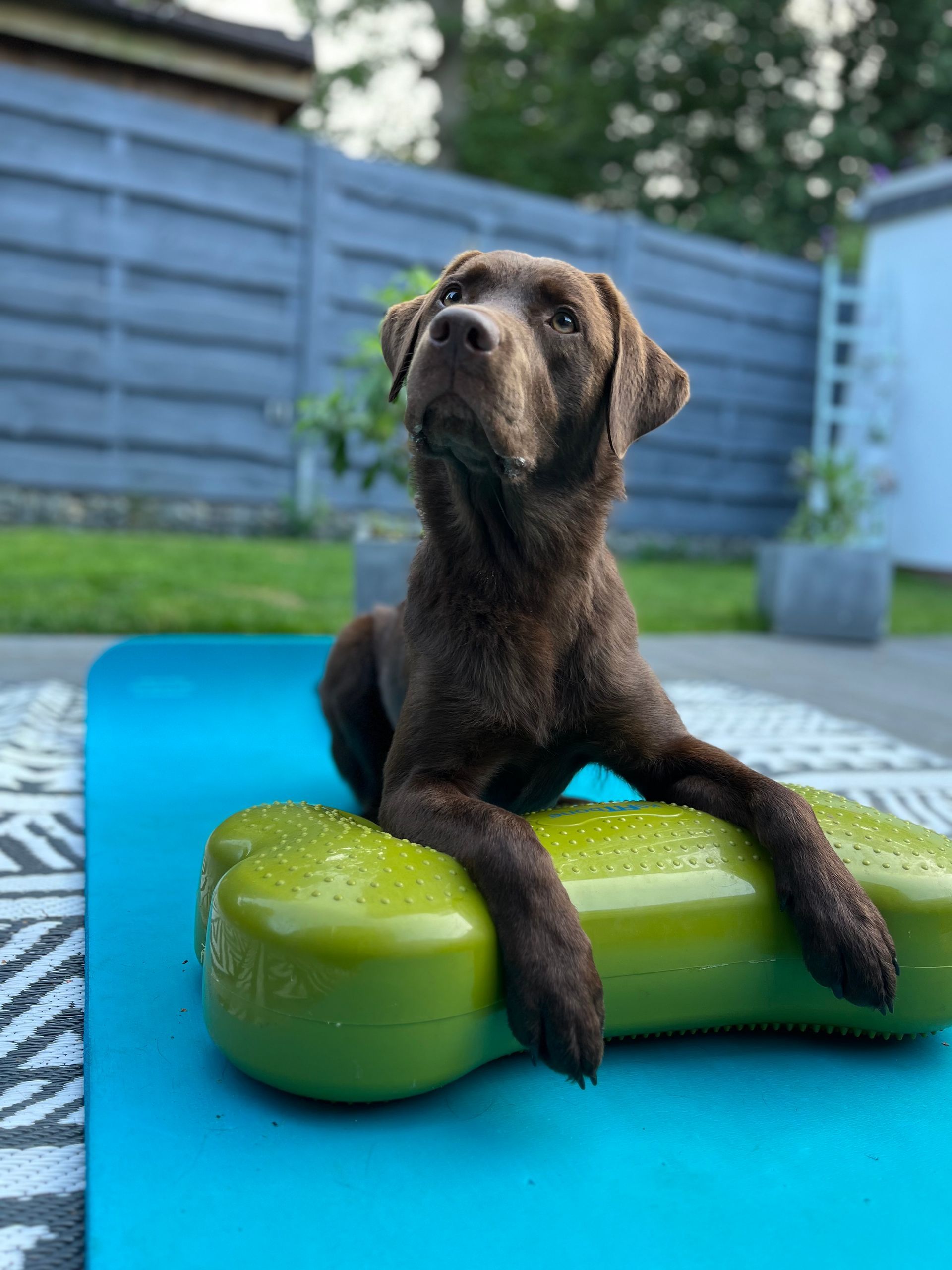 Bewegungstherapie Hund, Hundephysio