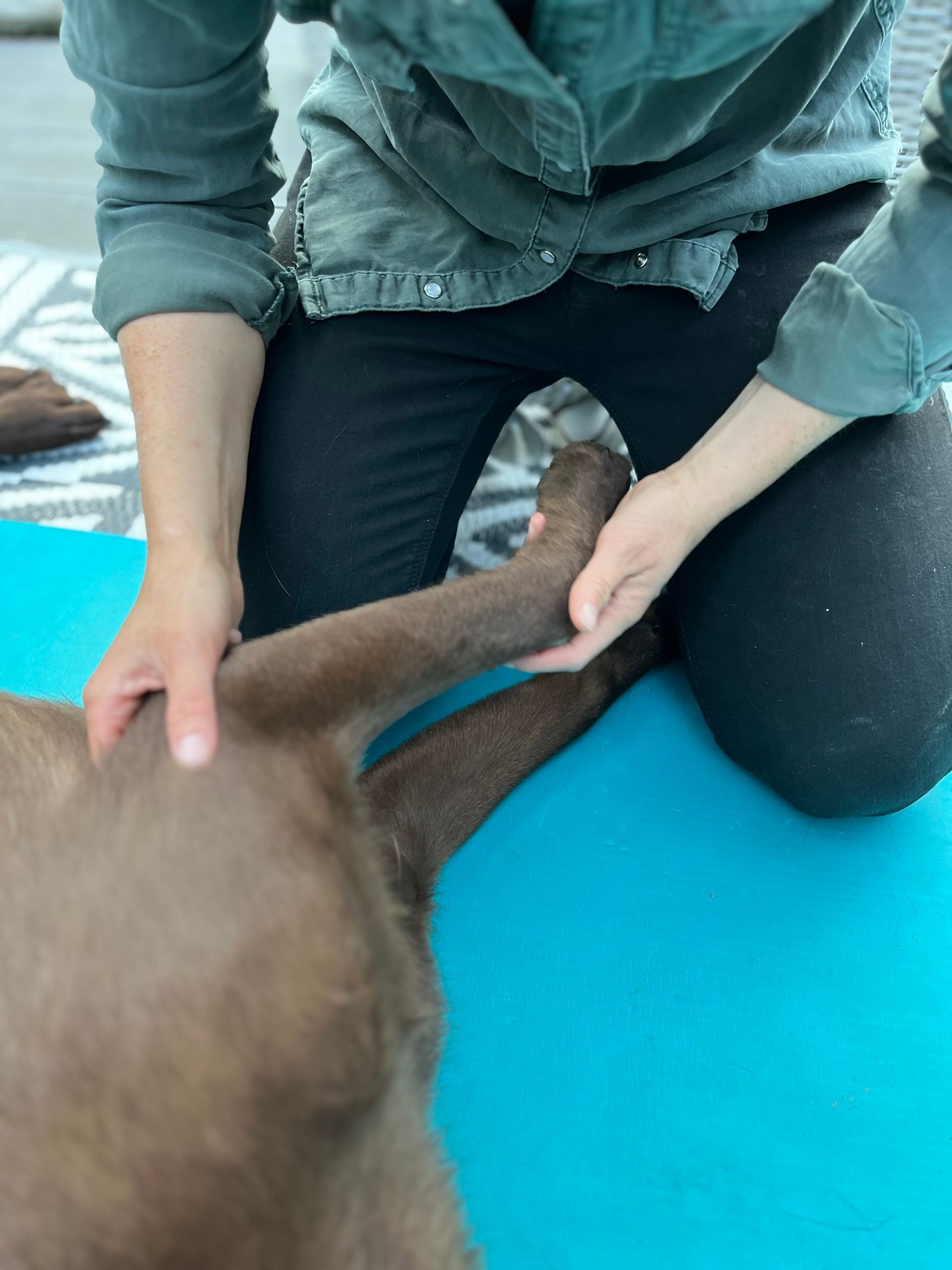 Manuelle Therapie Hund, Athrose Hund, Hundephysiotherapie Achim
