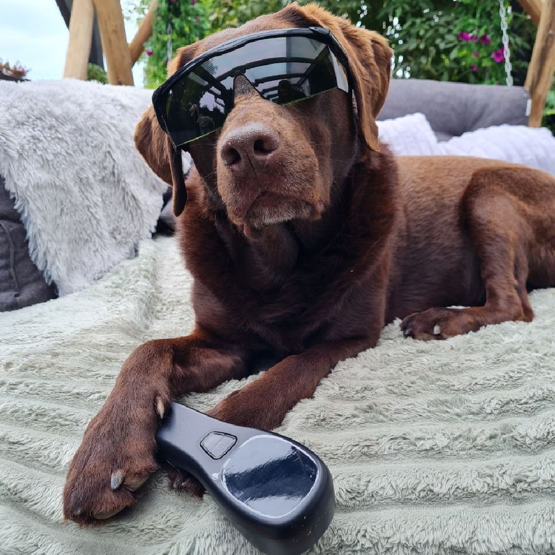 Lasertherapie Hund