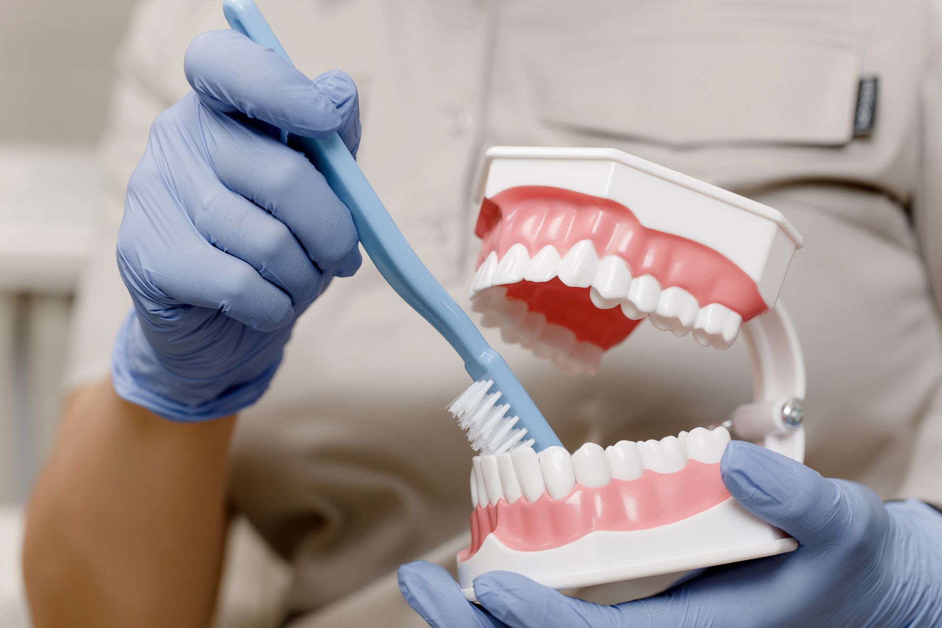 A dentist is brushing a model of teeth with a toothbrush.