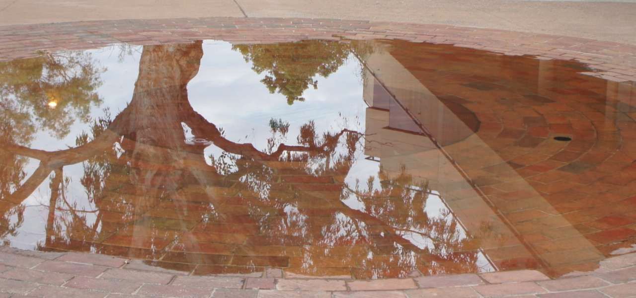 A puddle of water with a tree reflection in it