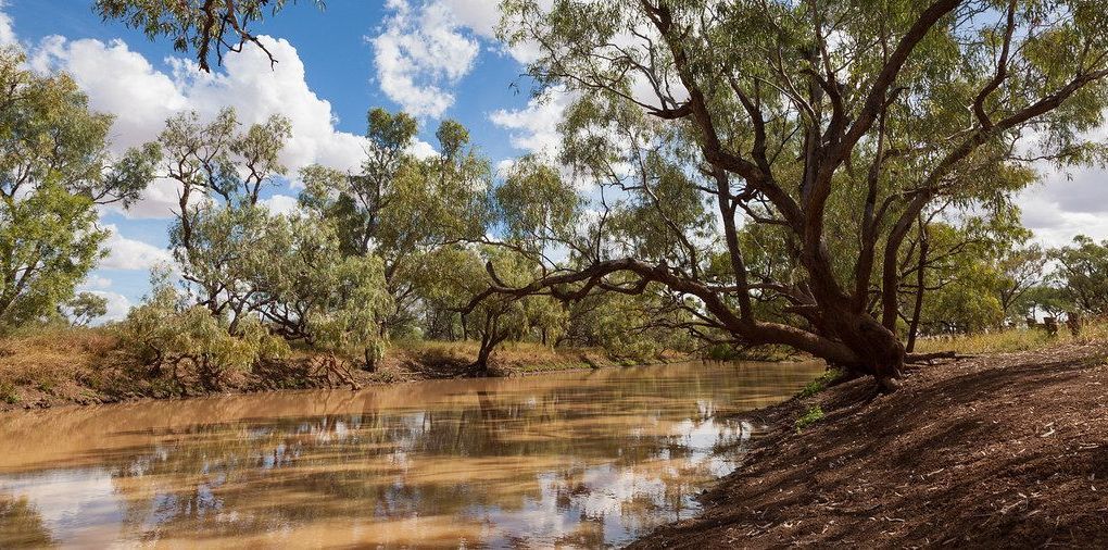 A tree is leaning over a body of water surrounded by trees.