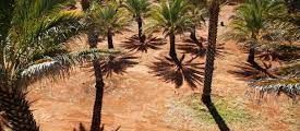 An aerial view of a lush green tropical forest filled with palm trees.