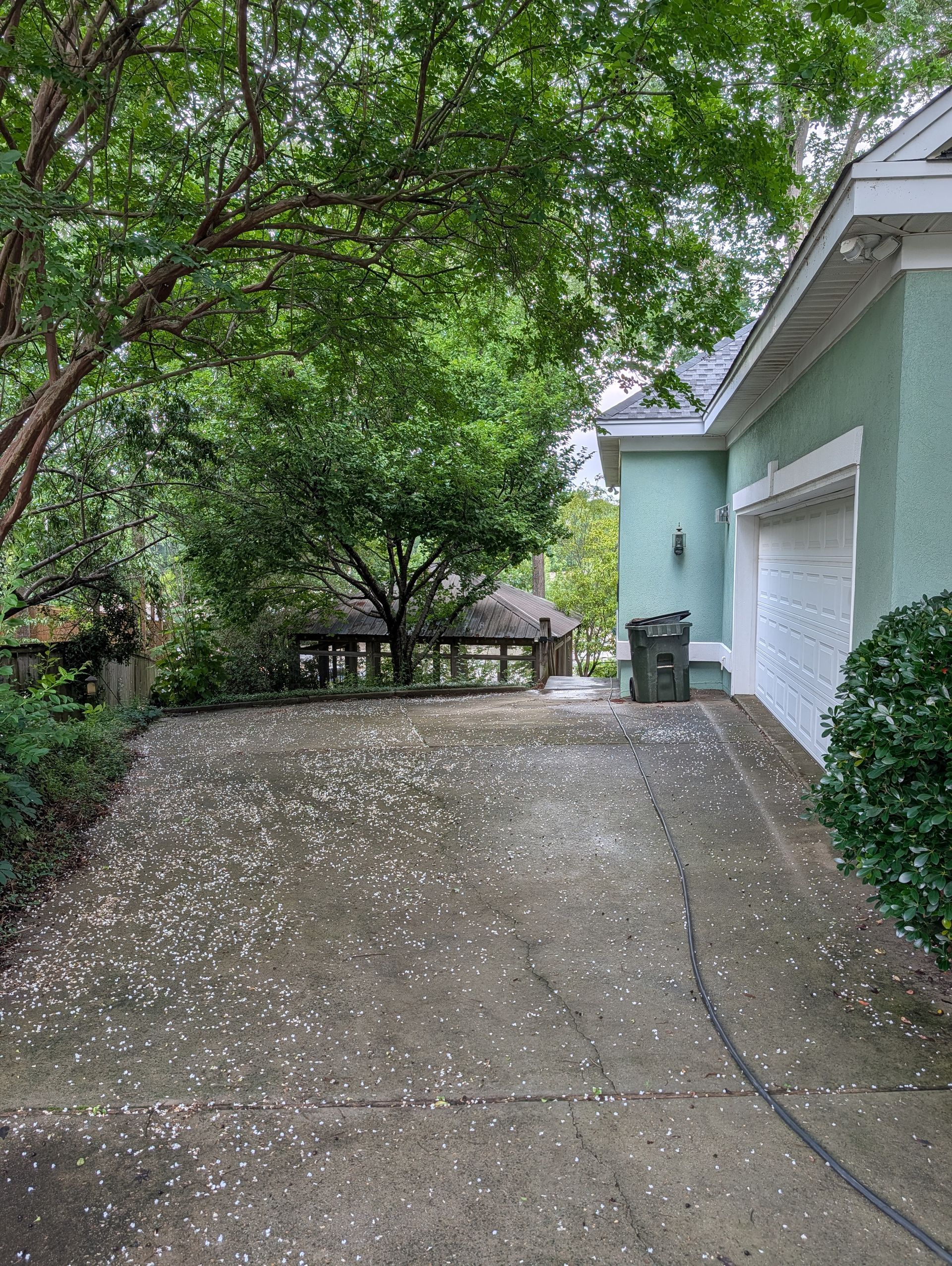 Tree-lined driveway beside a mint-green house and white garage with white petals scattered on the pavement
