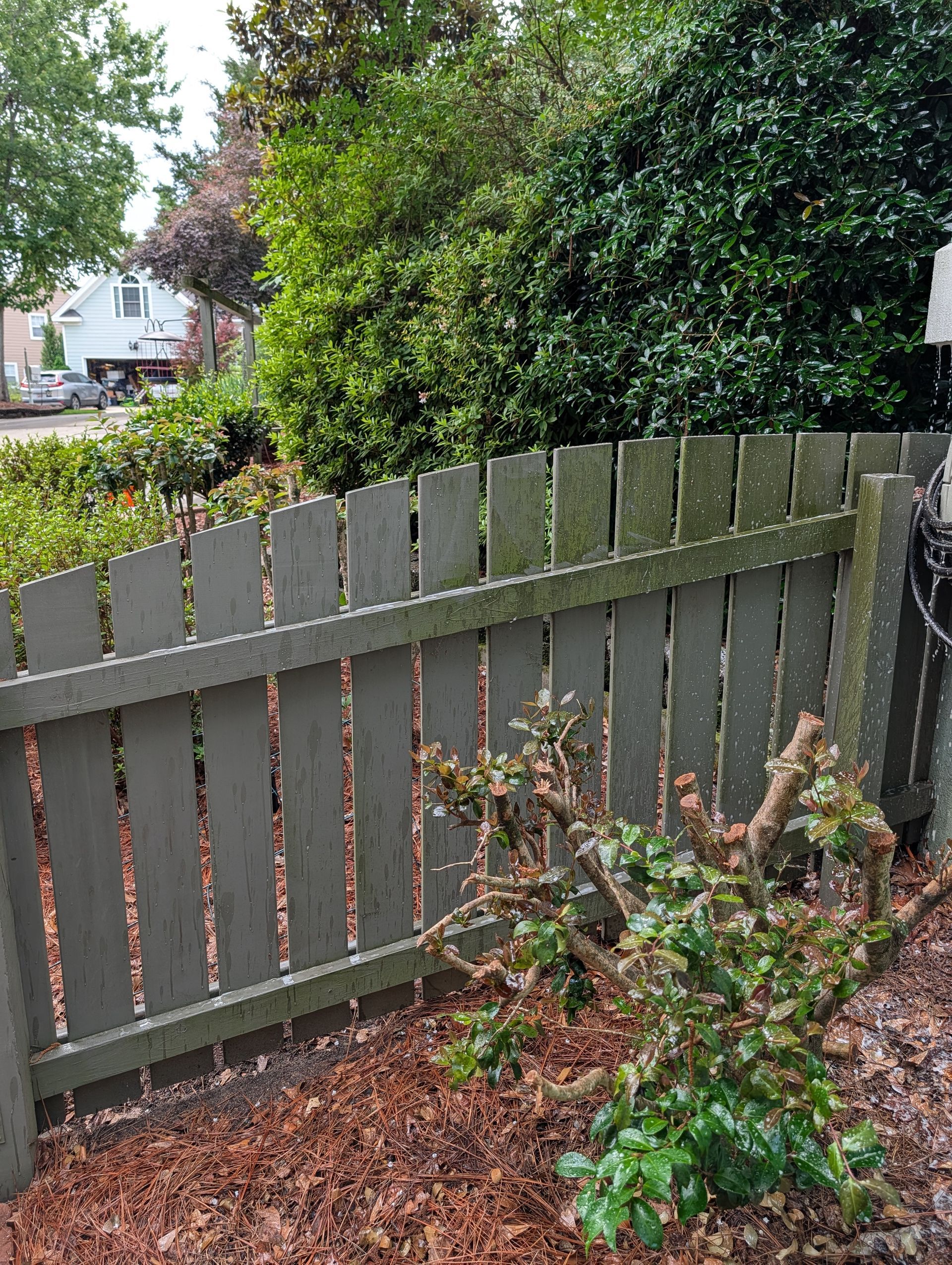 Gray wooden fence in a leafy backyard with shrubs and a house visible in the background