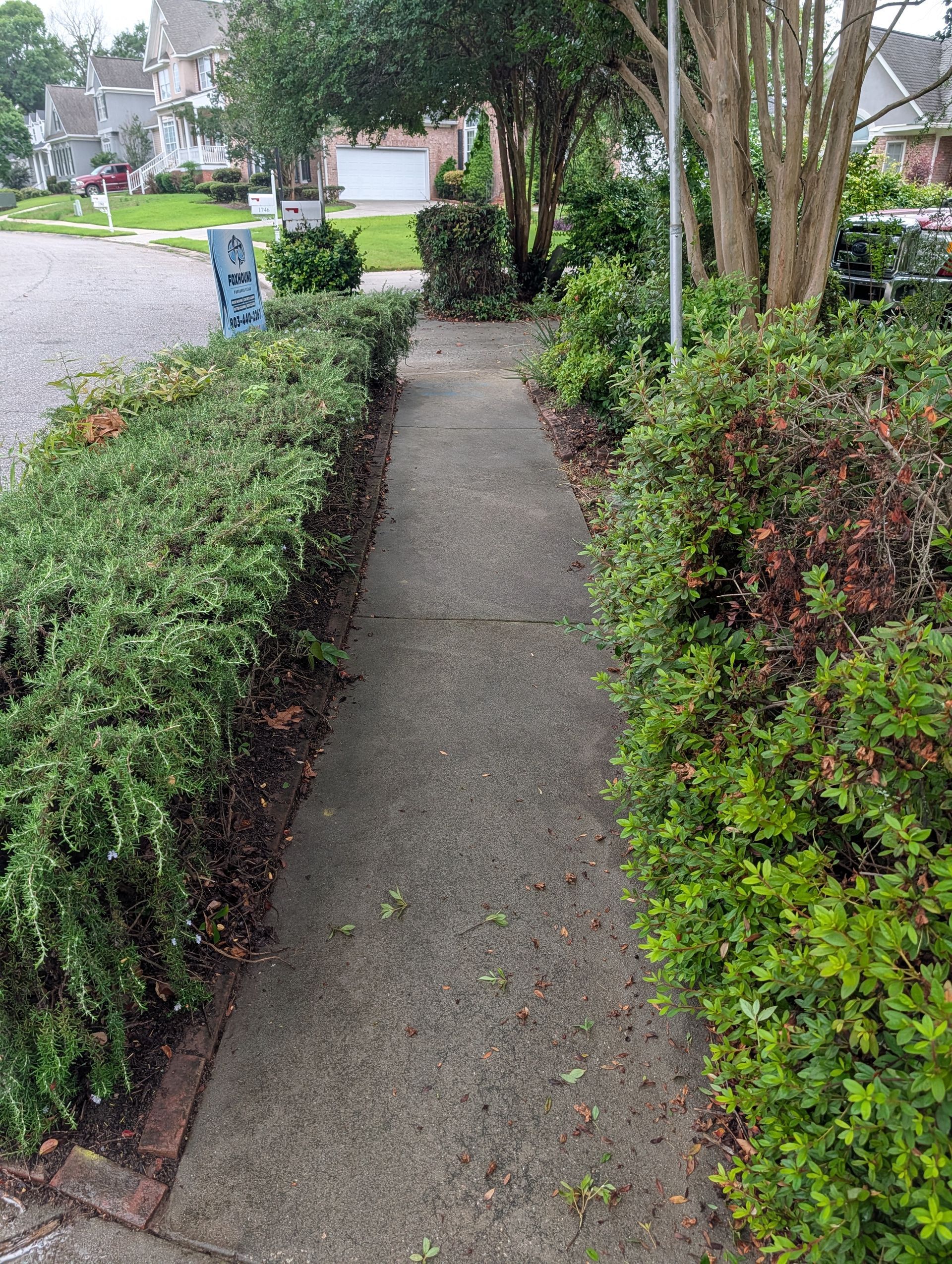 Narrow concrete sidewalk bordered by trimmed hedges and trees in a suburban neighborhood