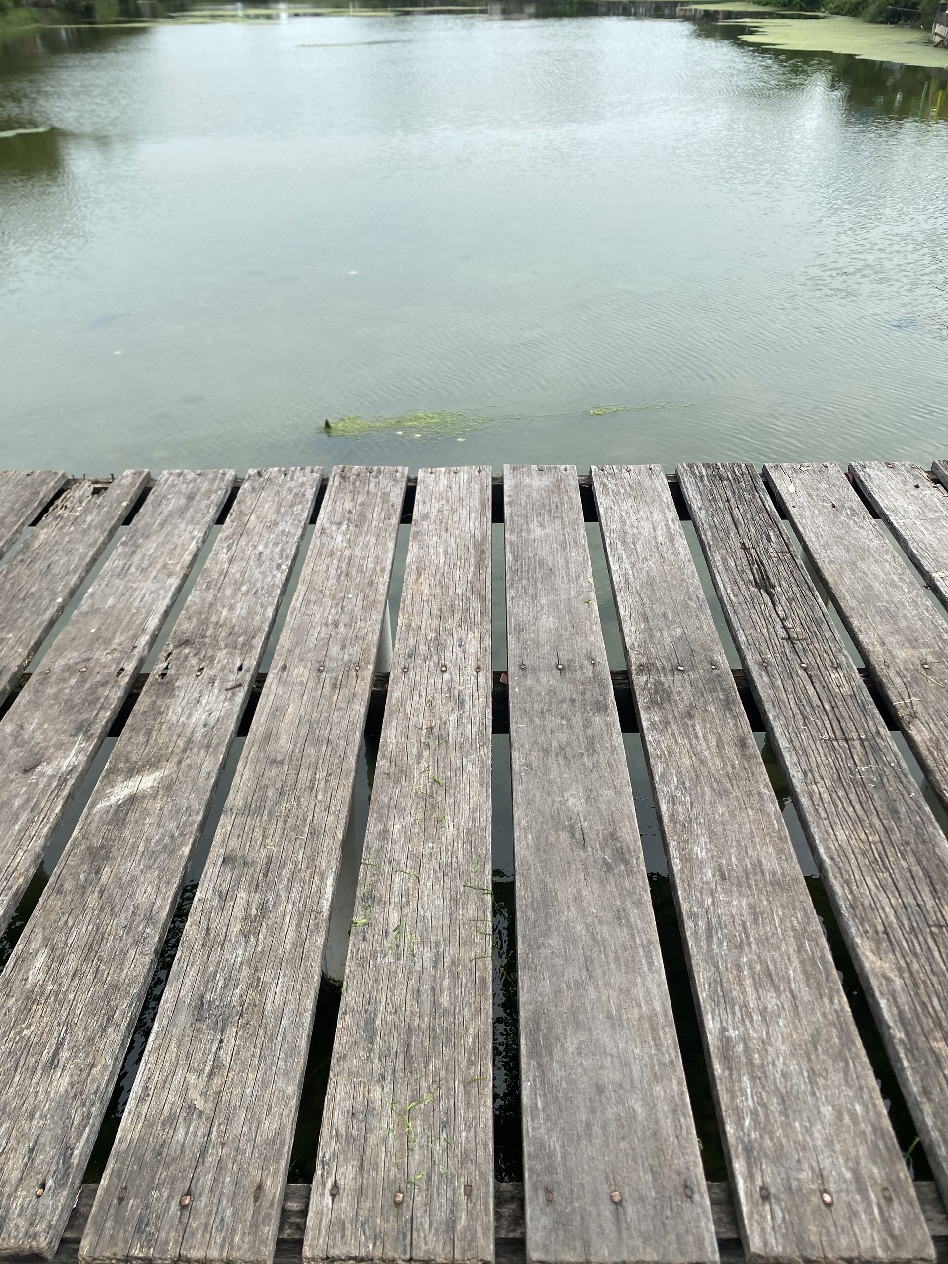 Weathered wooden dock extending toward calm green water with a small algae-covered edge.