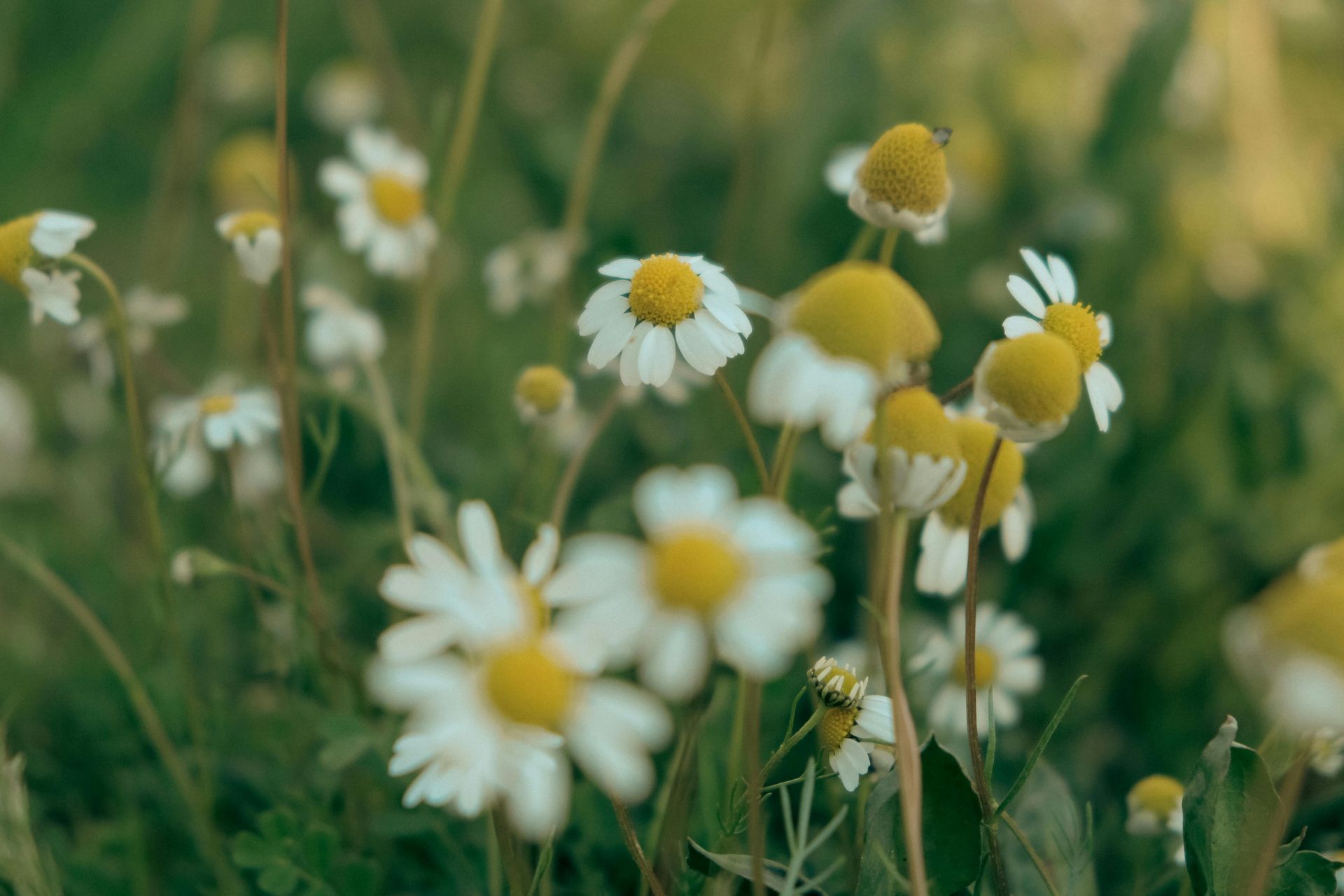 kamillebloemen in een groen veld, onscherp.