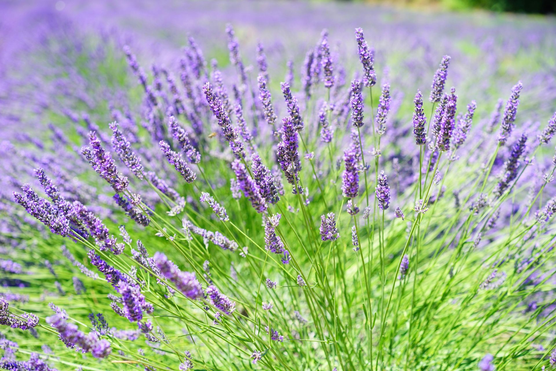 Lavendelbloemen