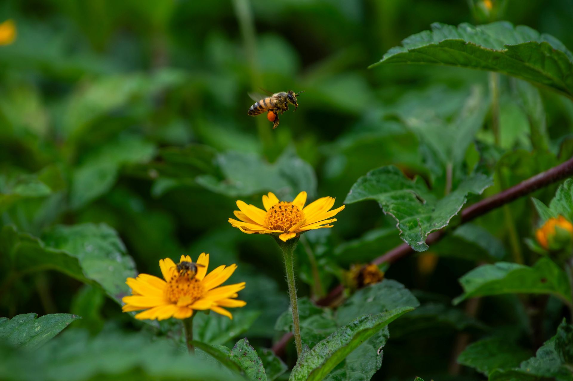 Foto Arnica