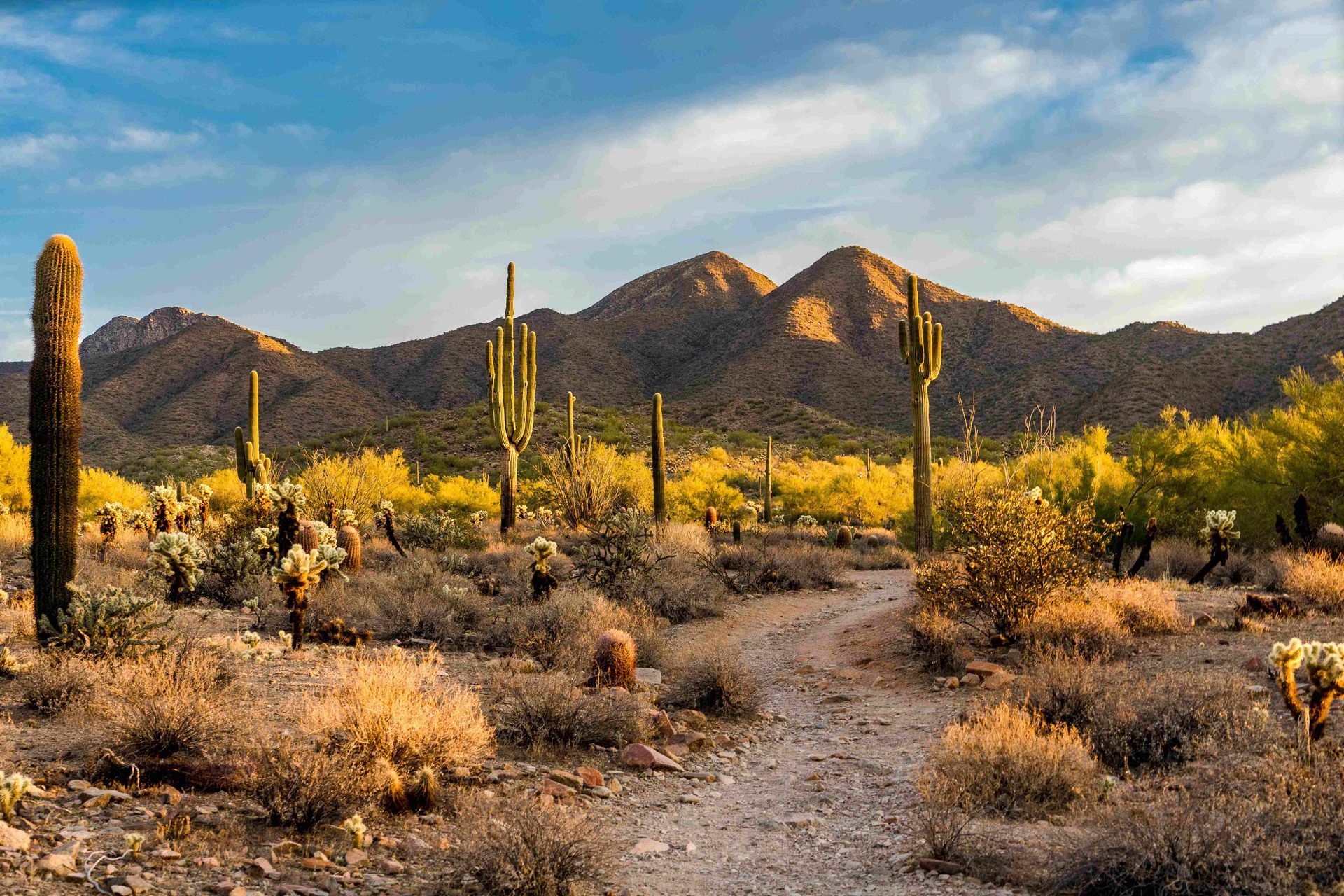 Desert trail through saguaro cacti and dry shrubs with mountains under a blue sky