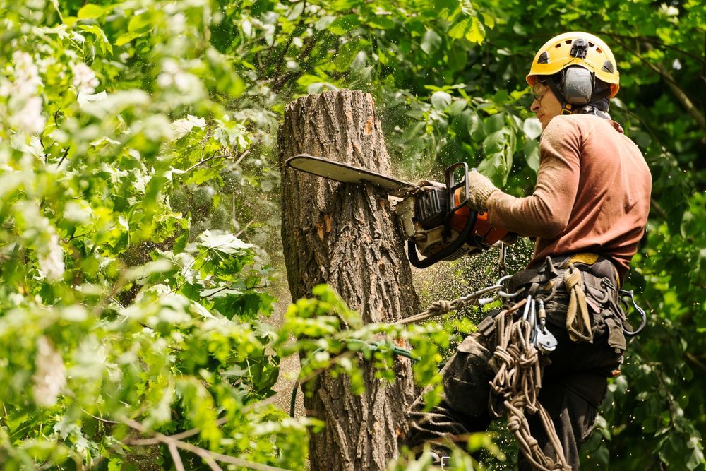 Arborist in Safety Gear Uses a Chainsaw to Cut a Tree Trunk — Aussie Tree Service & Maintenance in Tamworth, NSW