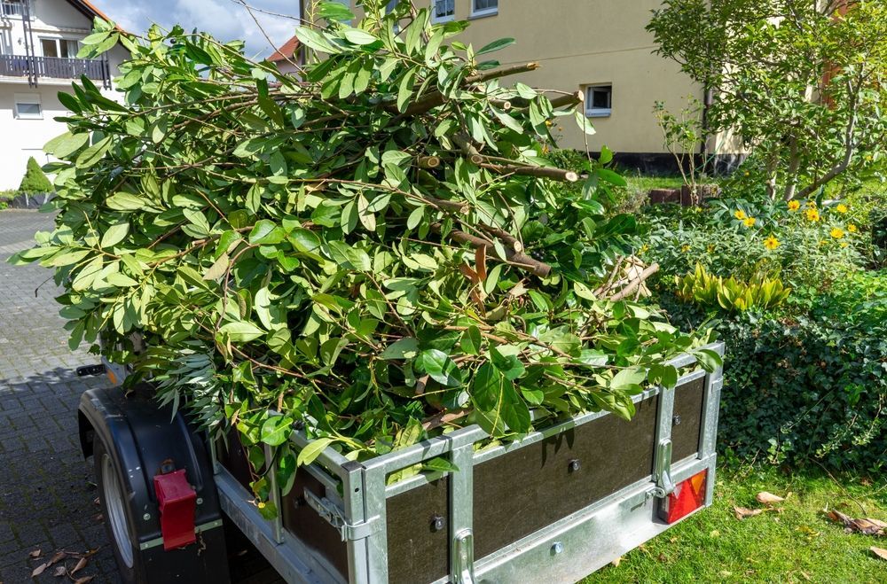 Green Leafy Branches Fill a Trailer in a Sunny Yard — Aussie Tree Service & Maintenance in Tamworth, NSW