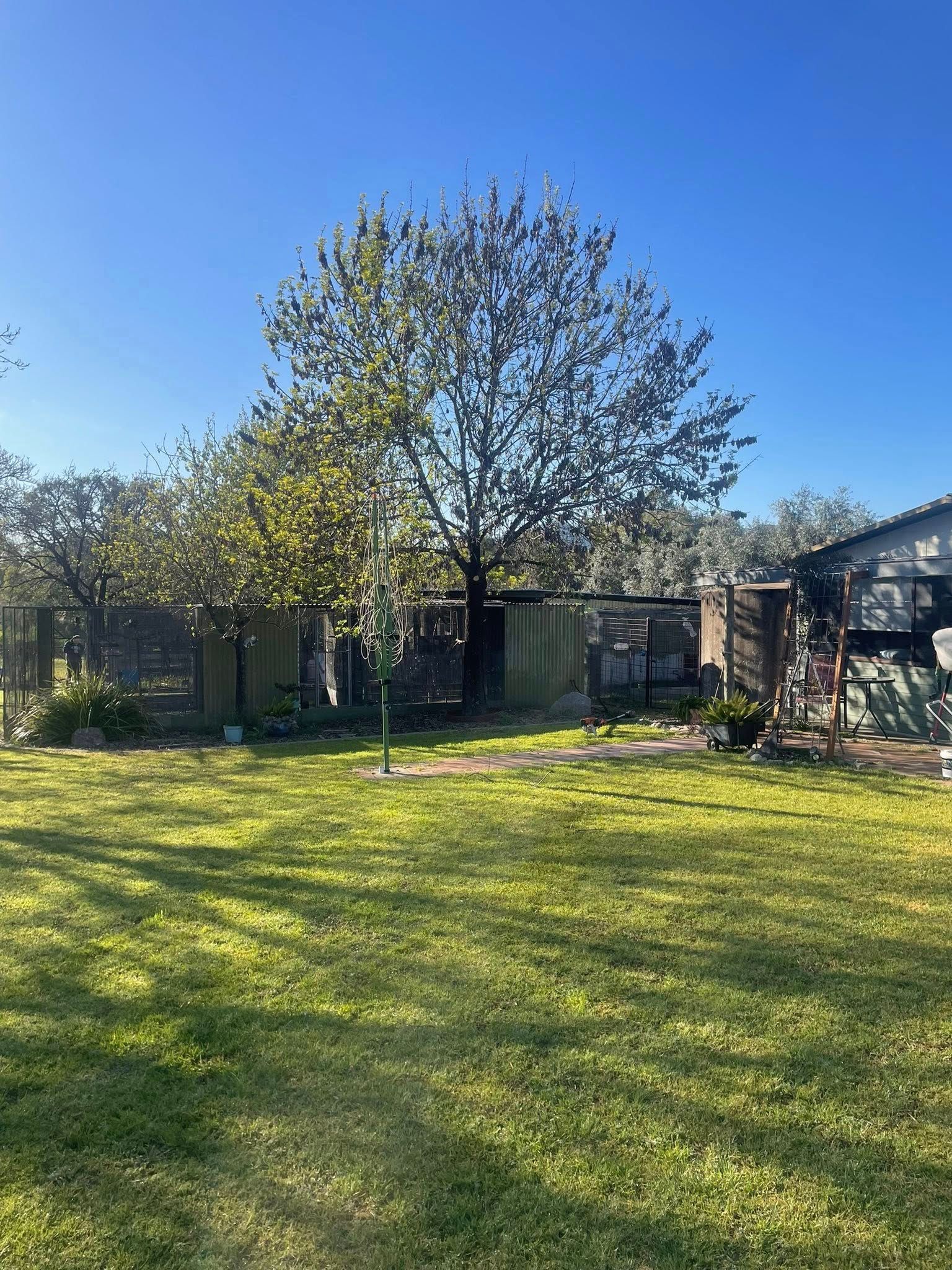 Green backyard with a tree and a fence against a clear blue sky. Aussie Tree Service & Maintenance in Tamworth, NSW