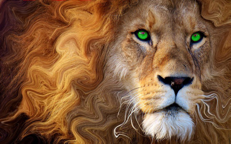 Image of a lion with a wave effect on the left side