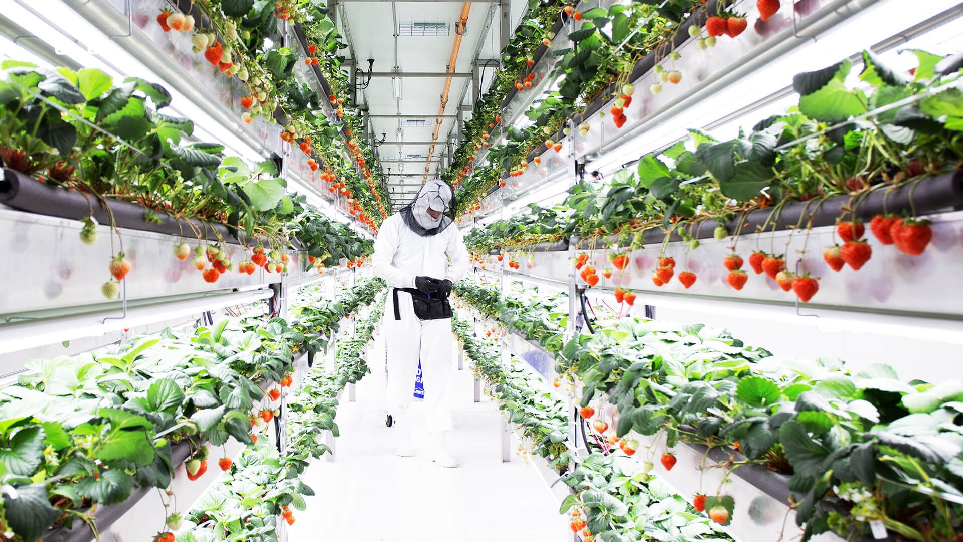 A person in protective gear tends to strawberries growing on vertical indoor shelves under bright lights.