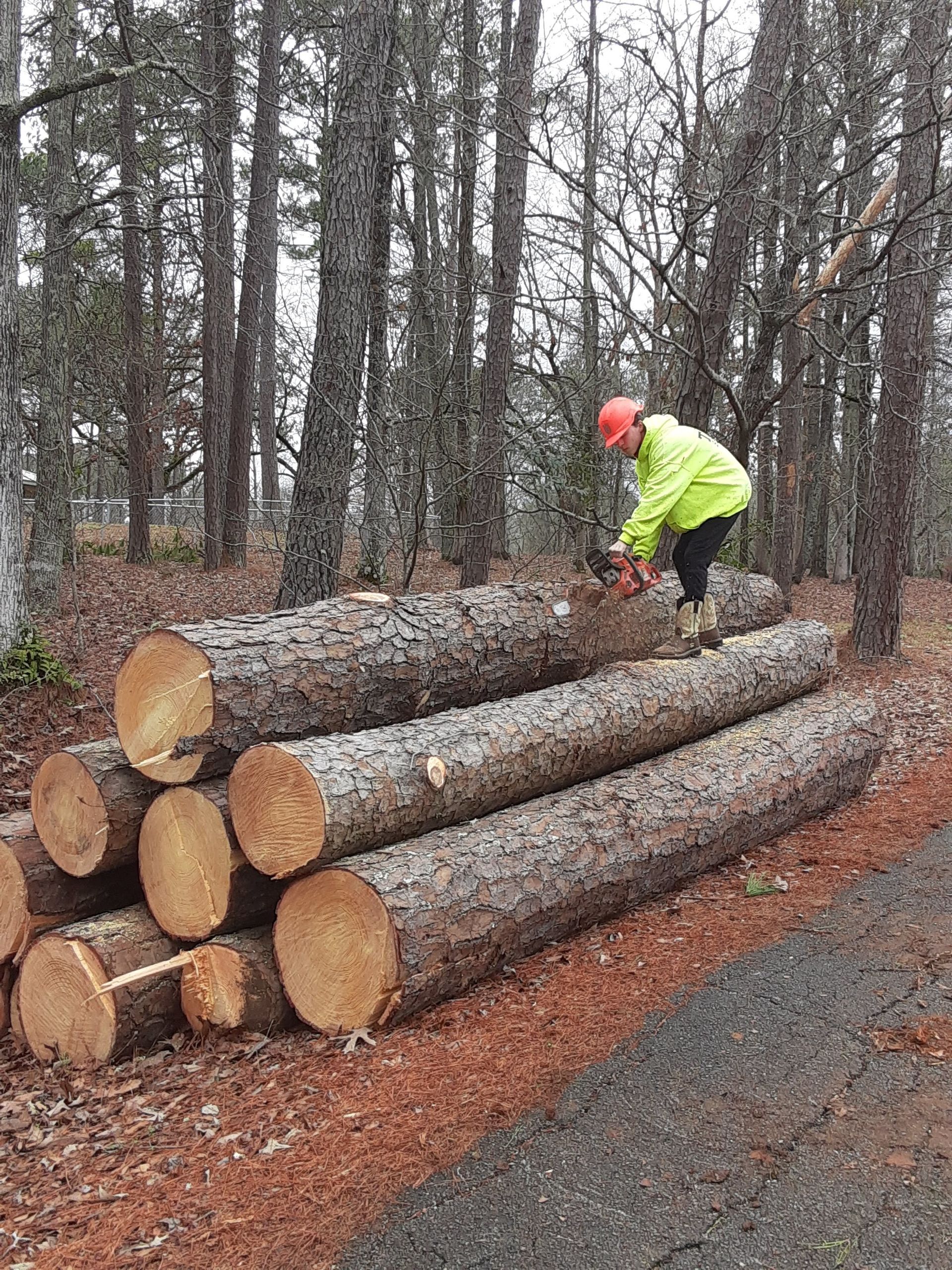 A person in a bright yellow jacket and hard hat stands on a stack of pine logs, using a chainsaw in a forest.