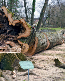 A large, hollow tree lies cut on the ground in a park with a small information sign in the foreground.