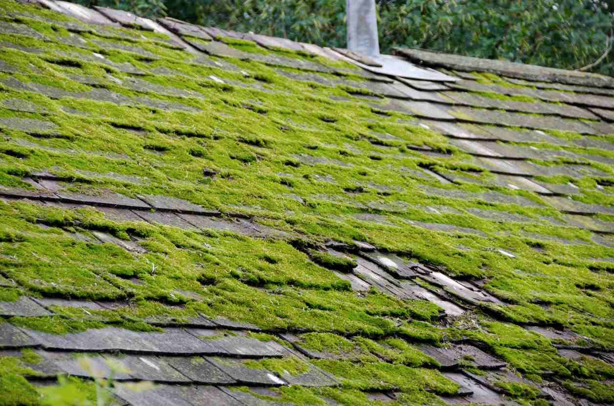Green moss covers a weathered wooden shingle roof.
