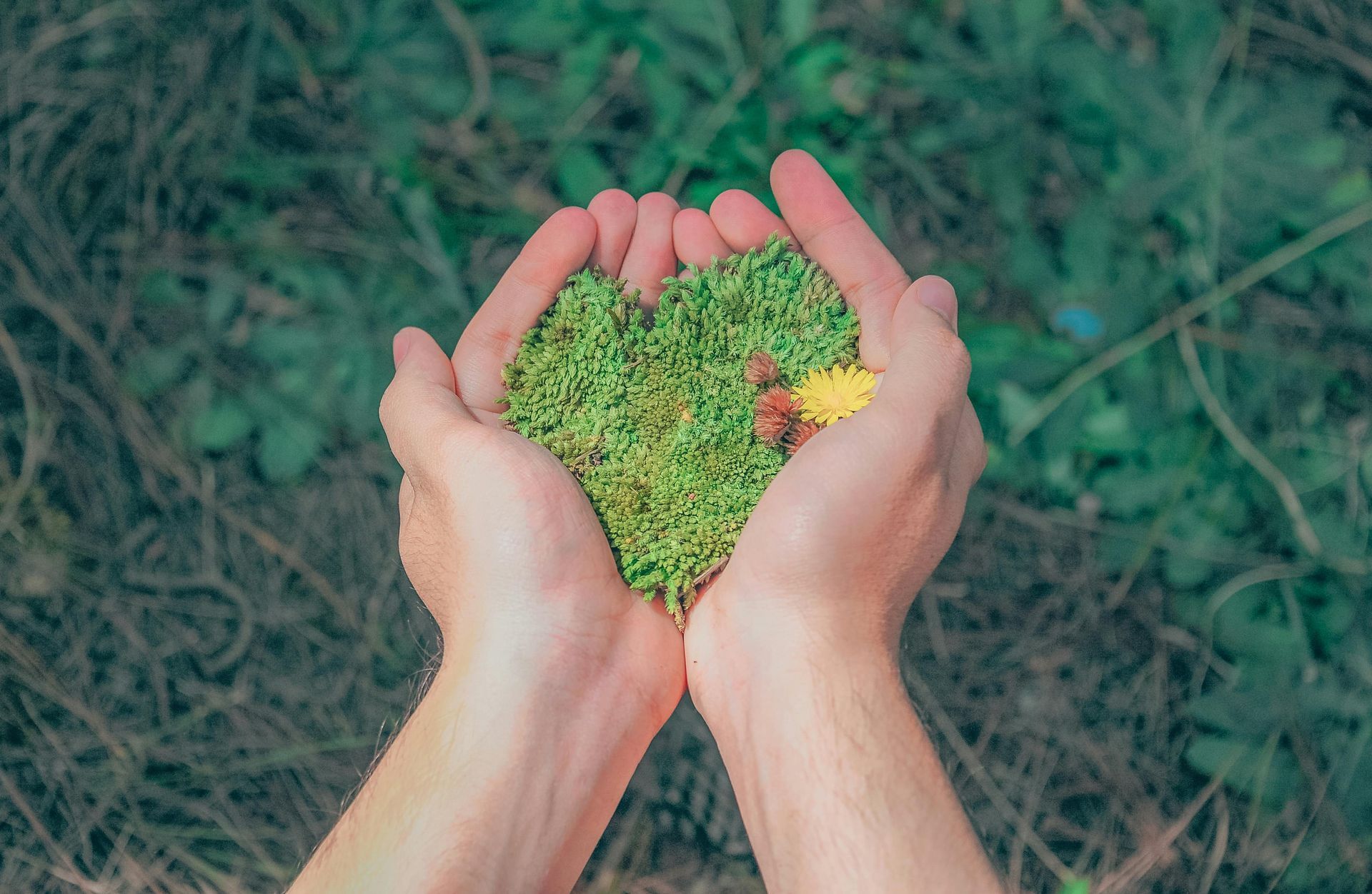 Die Hände sind zu einer Schale geformt und halten ein Herz aus grünem Moos und eine gelbe Blume vor einem verschwommenen grünen Hintergrund.