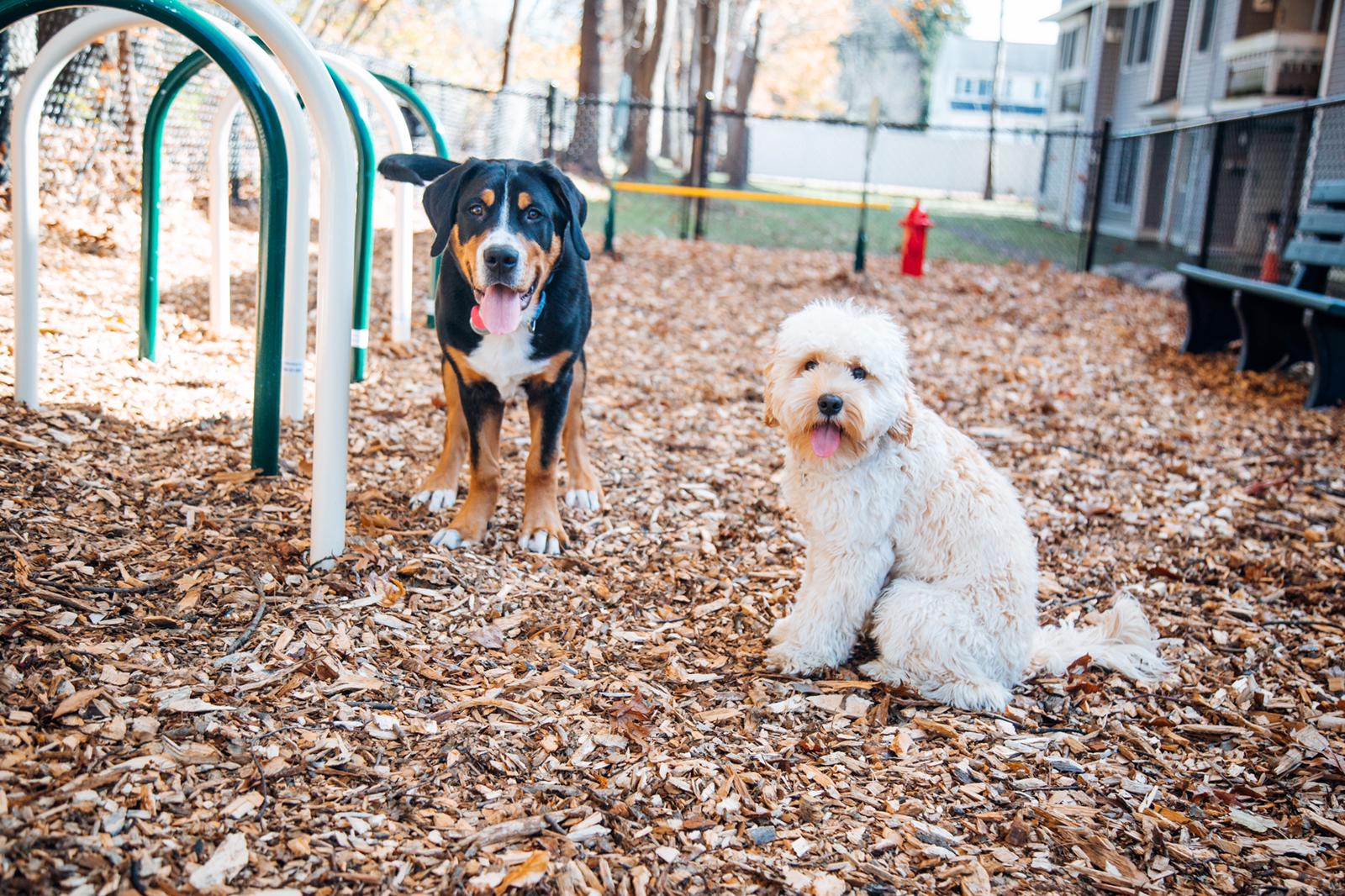 Dog park