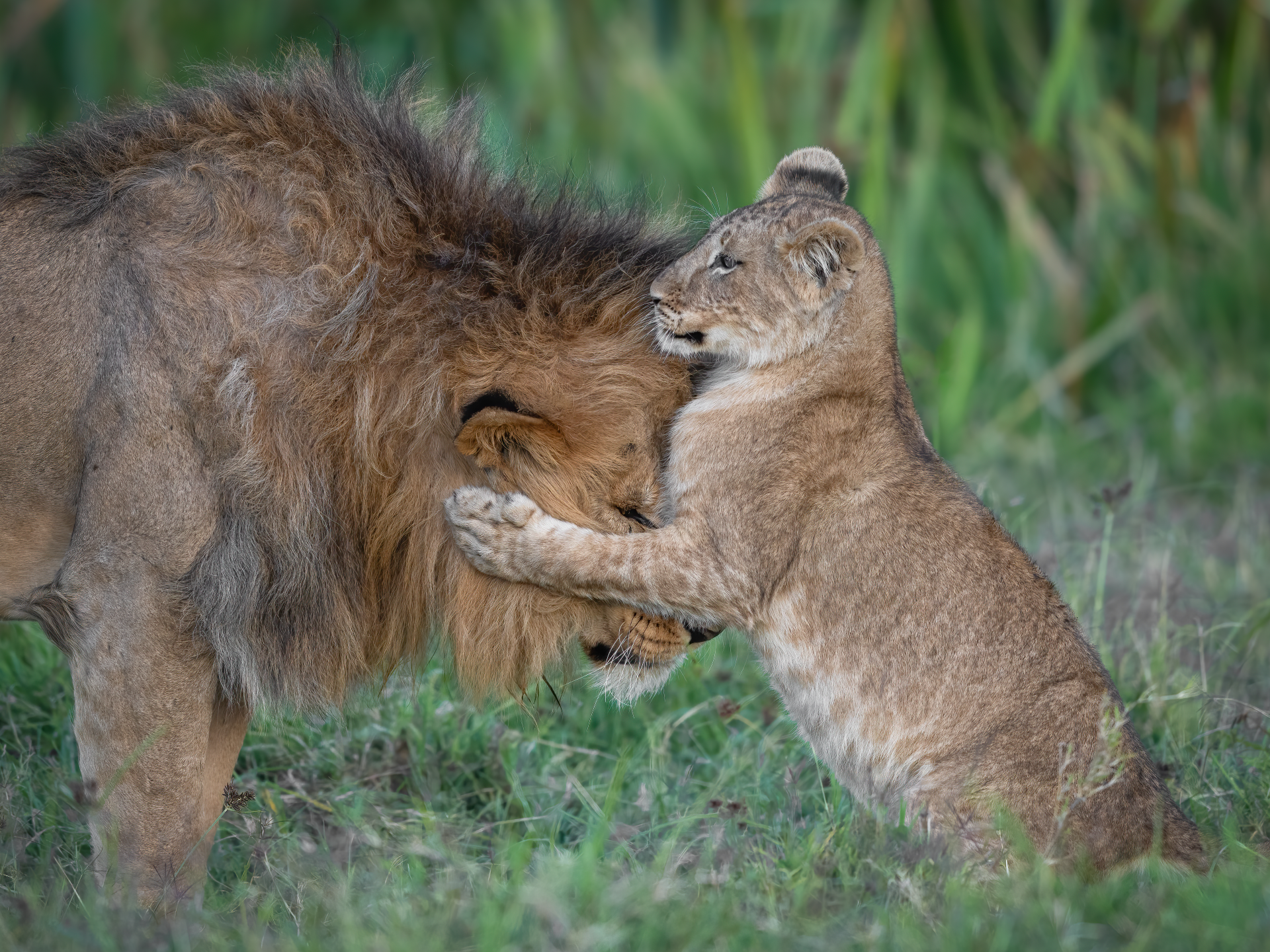 A lion cub stands on its hind legs, pawing an adult lion in grass.