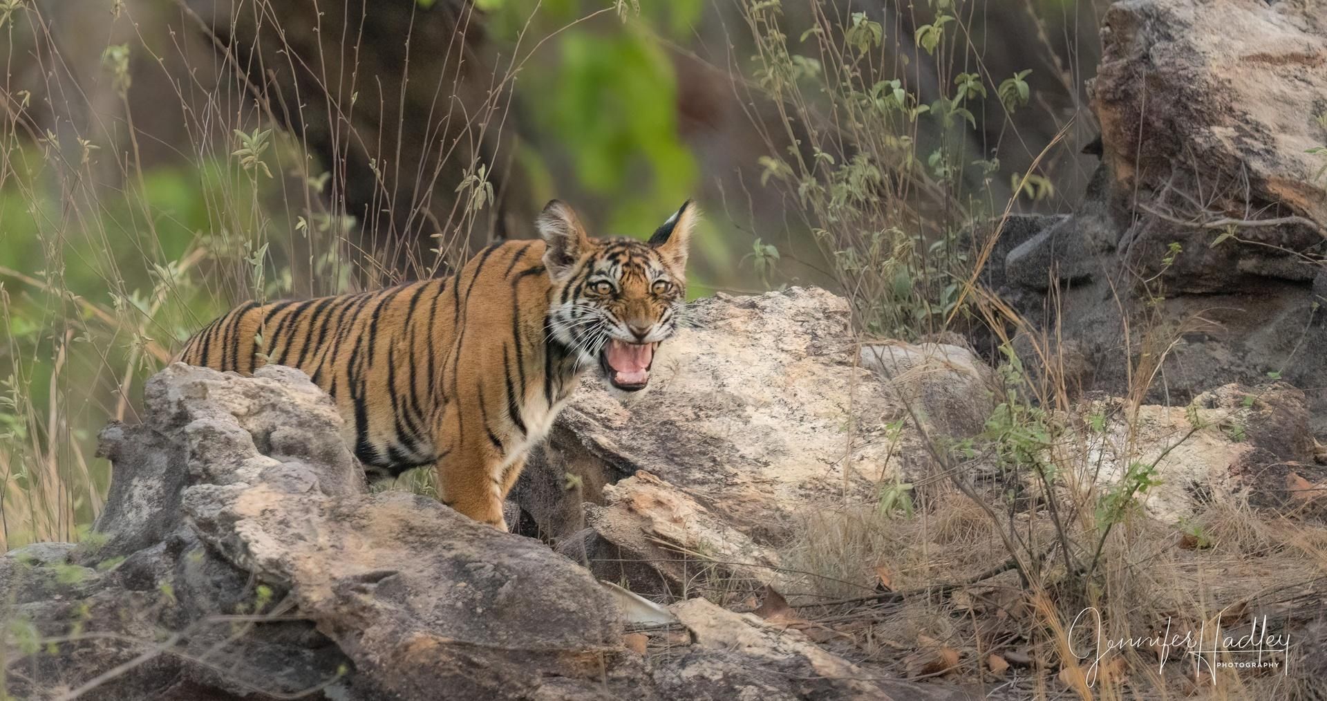 Tiger standing on rocks in dry brush, mouth open and tongue out.