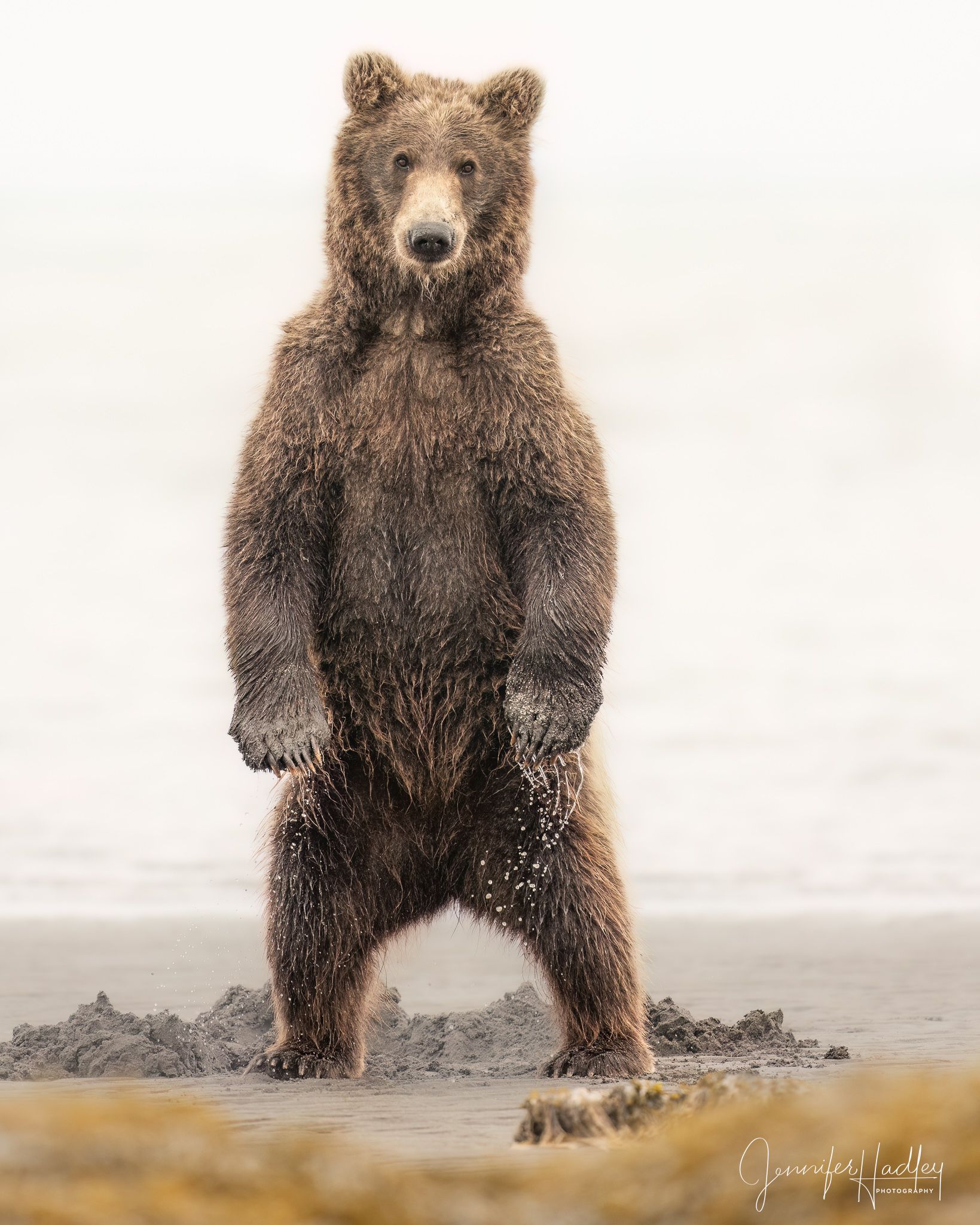 Brown bear standing upright on a rocky shore, facing the camera.