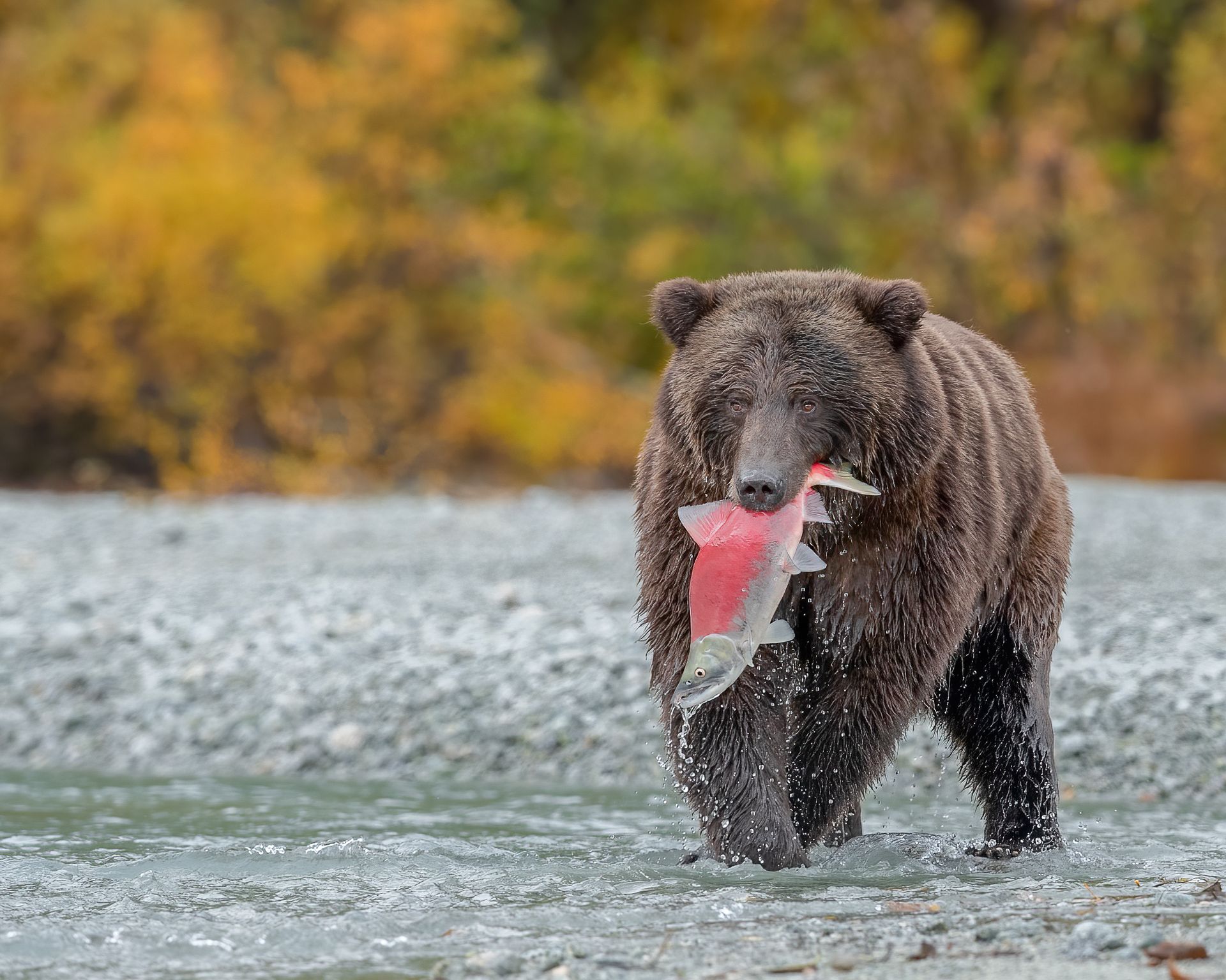 Brown bear carrying a salmon through shallow water with autumn foliage in the background