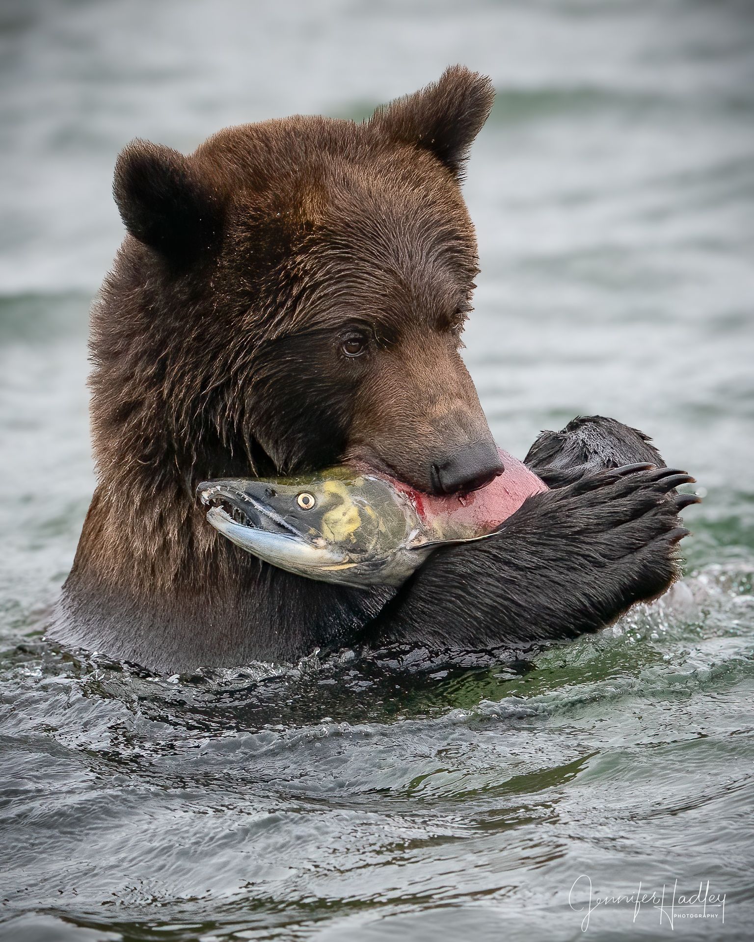 Brown bear holding and licking a fish in the water