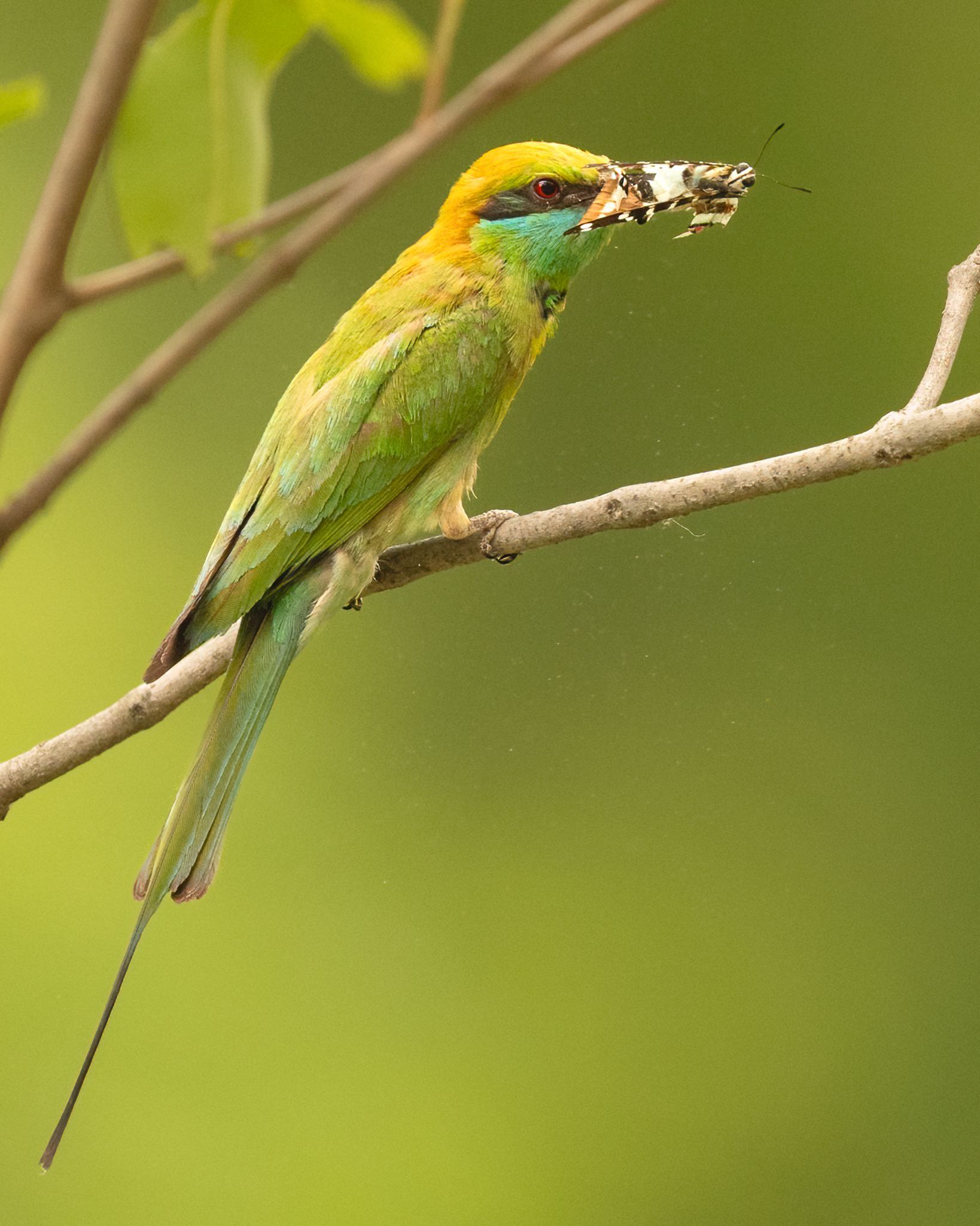 Green bee-eater perched on a branch, holding an insect in its beak.